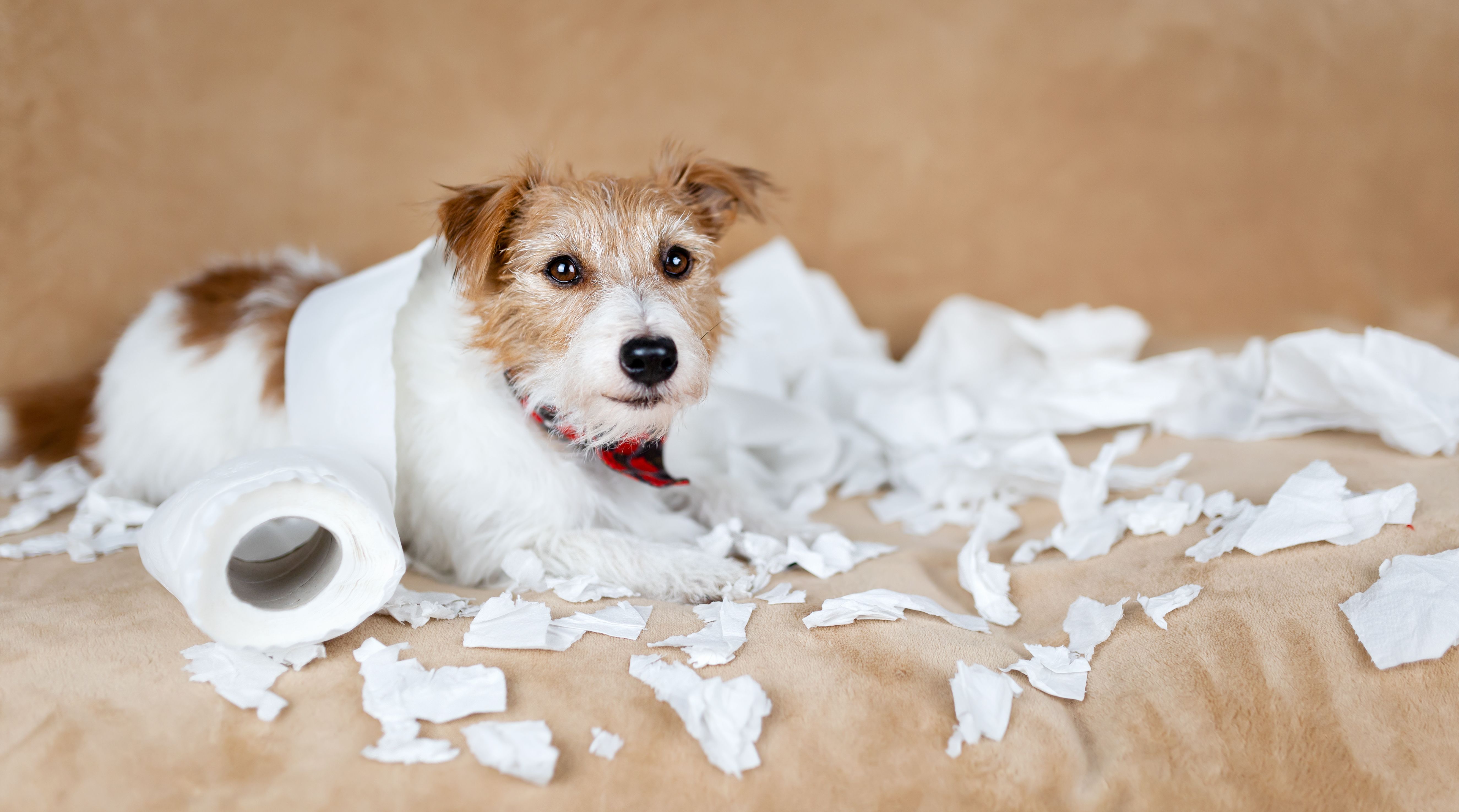 Nonprofit financial compliance reminder—reviewing records, audits, and accurate reporting with guidance from Nonprofit Compliance Pros in Florida.