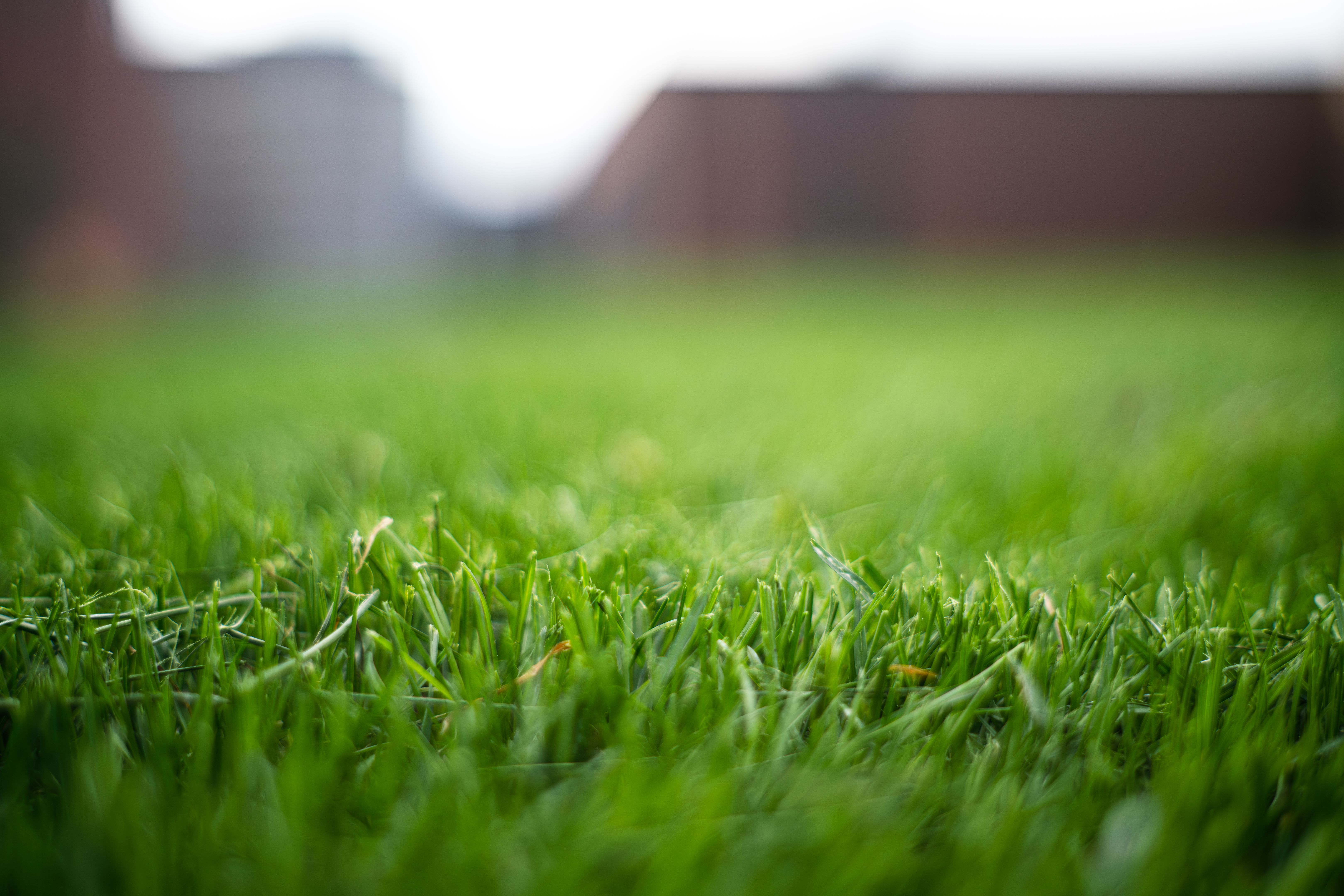lawn care Hamilton