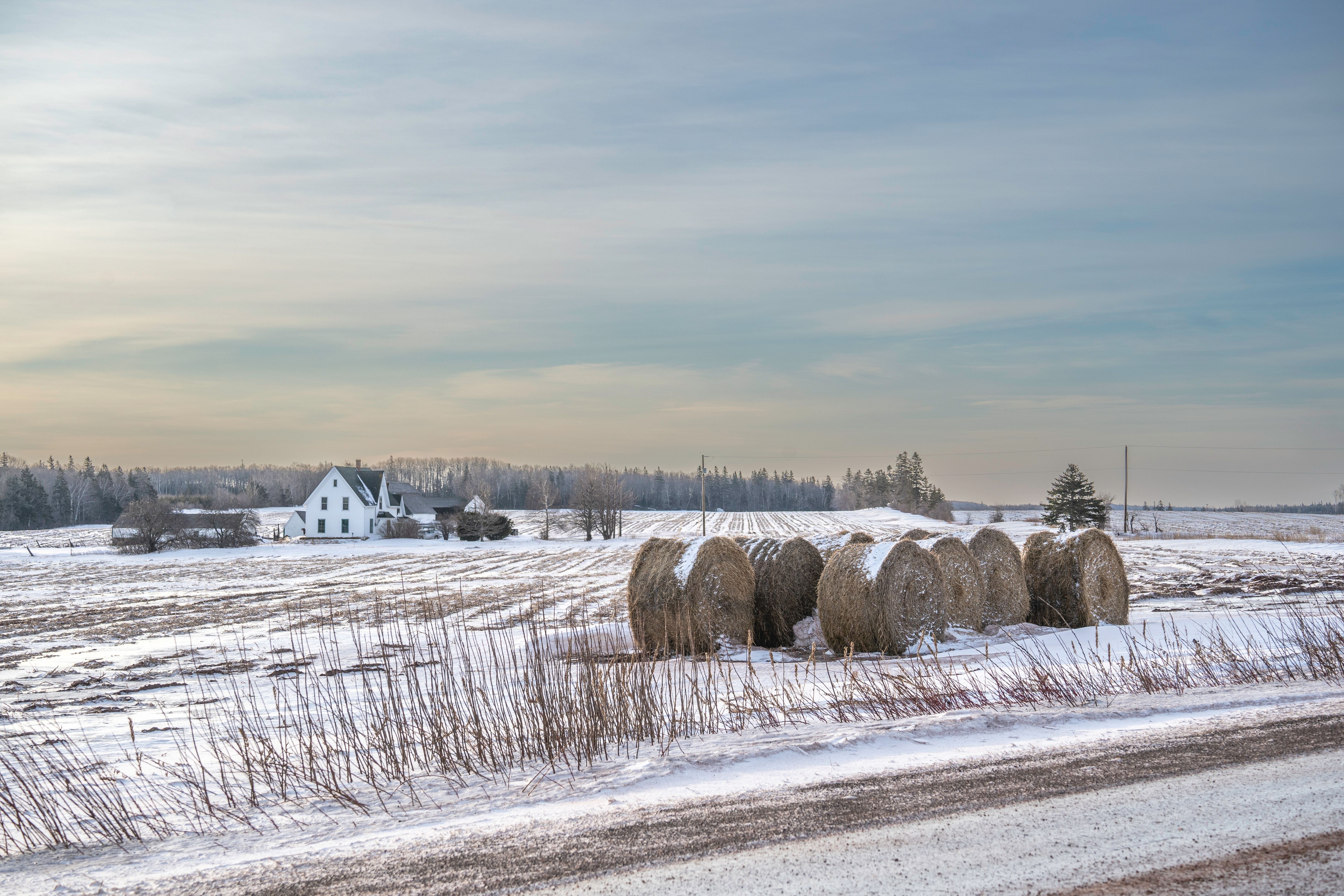 farmland winter