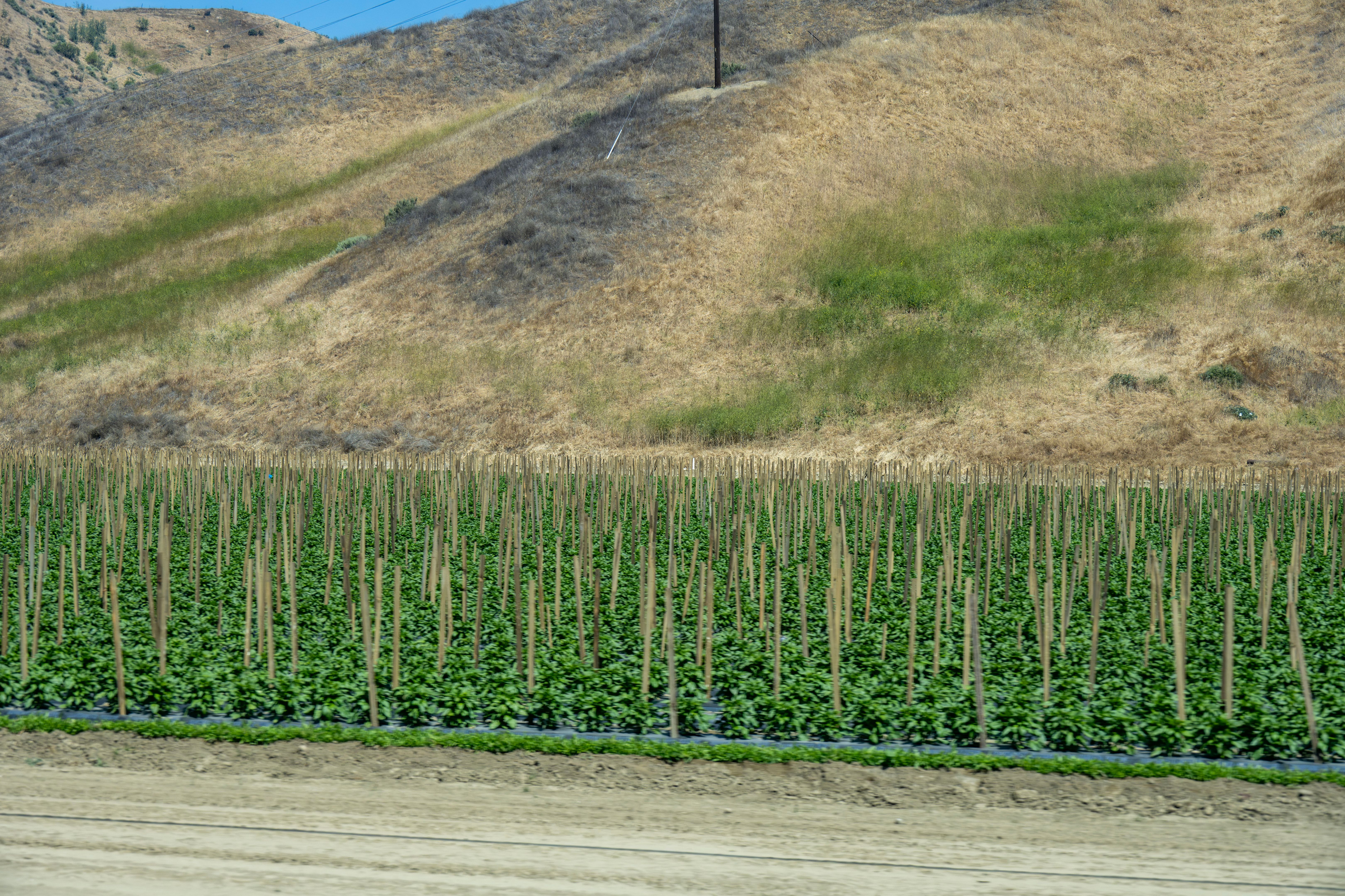 ventura county vineyard