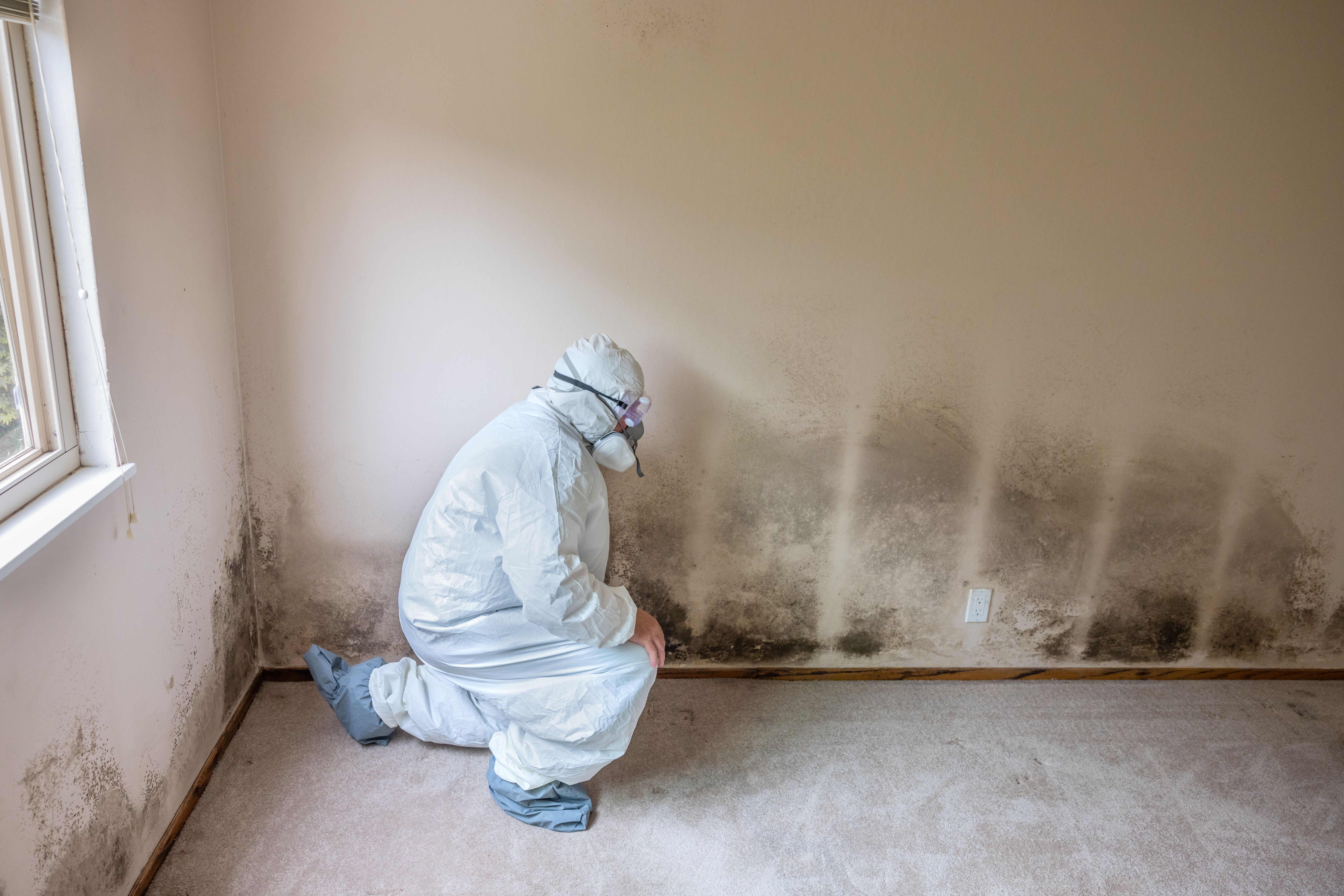 mold removal