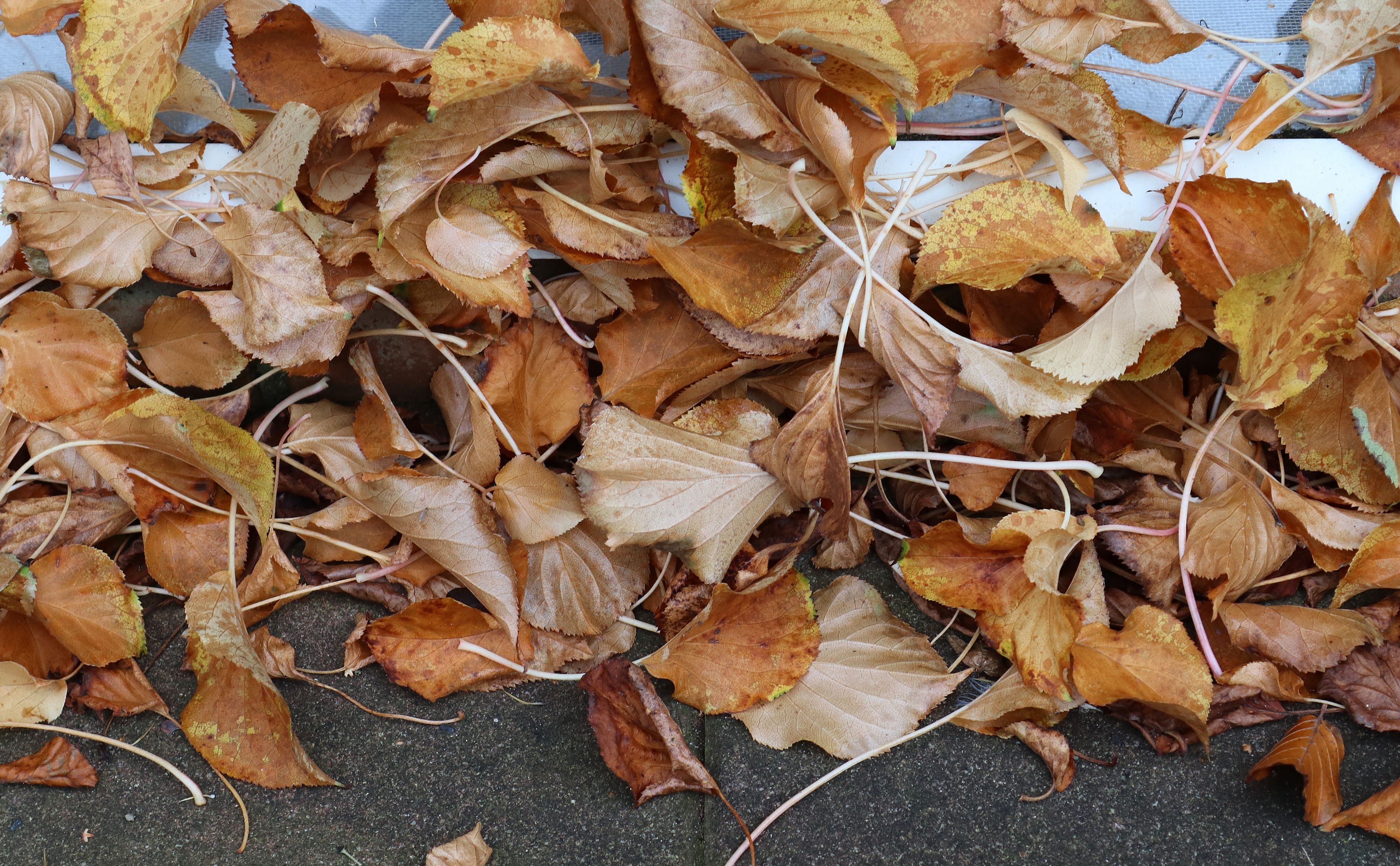 herfst bladeren opruimen
