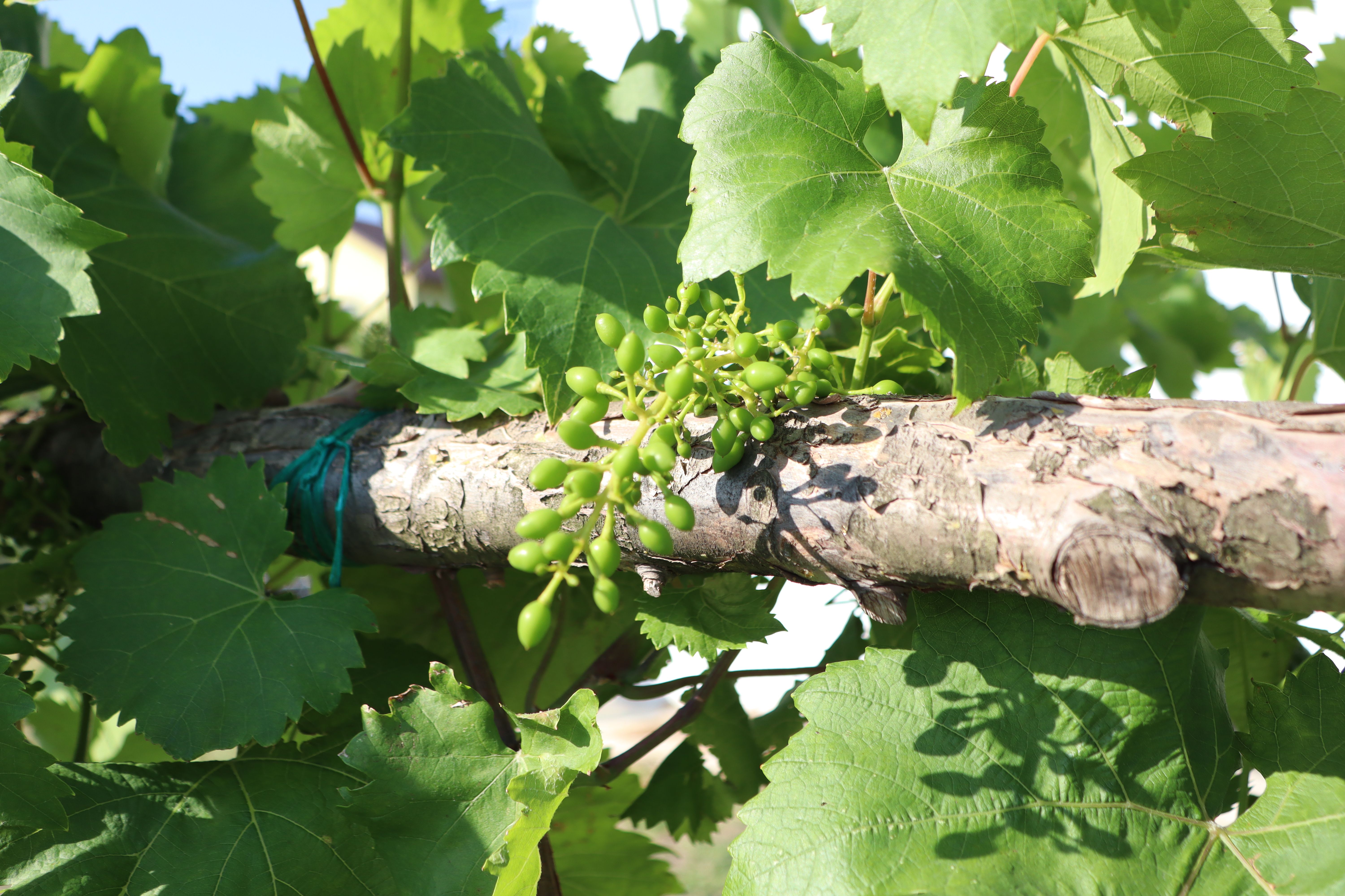 eco friendly vineyard