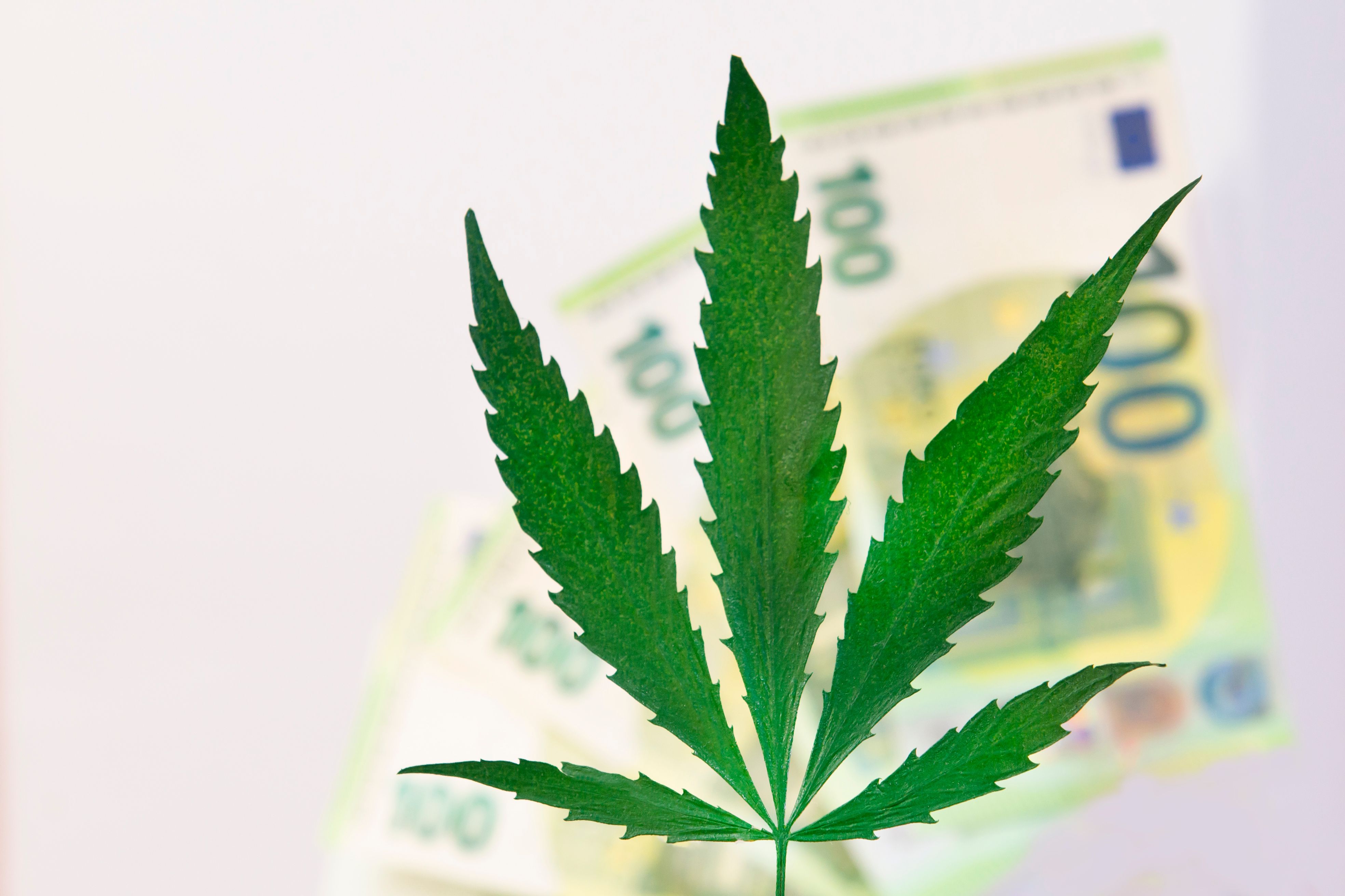 cannabis financial planning