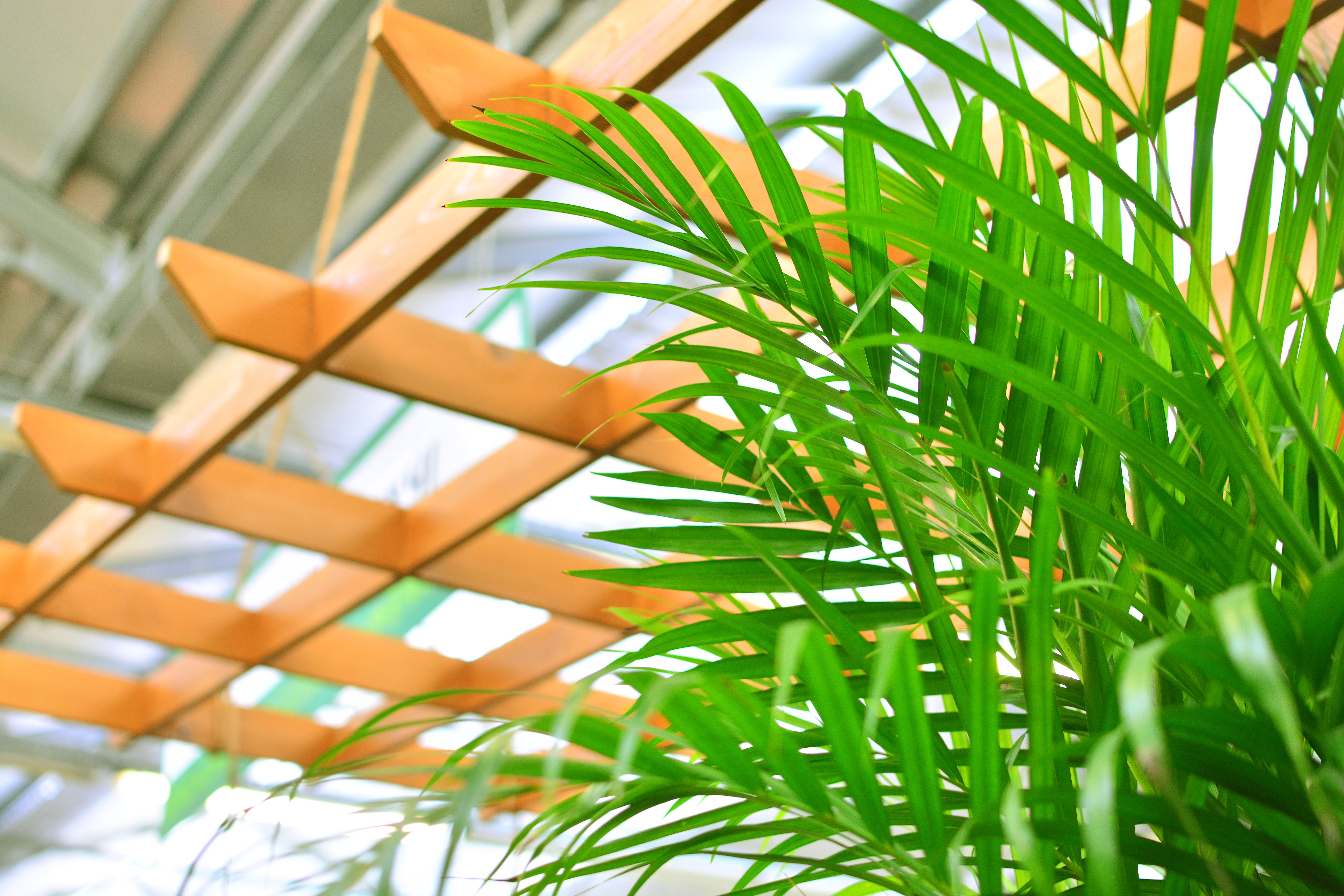areca palm office