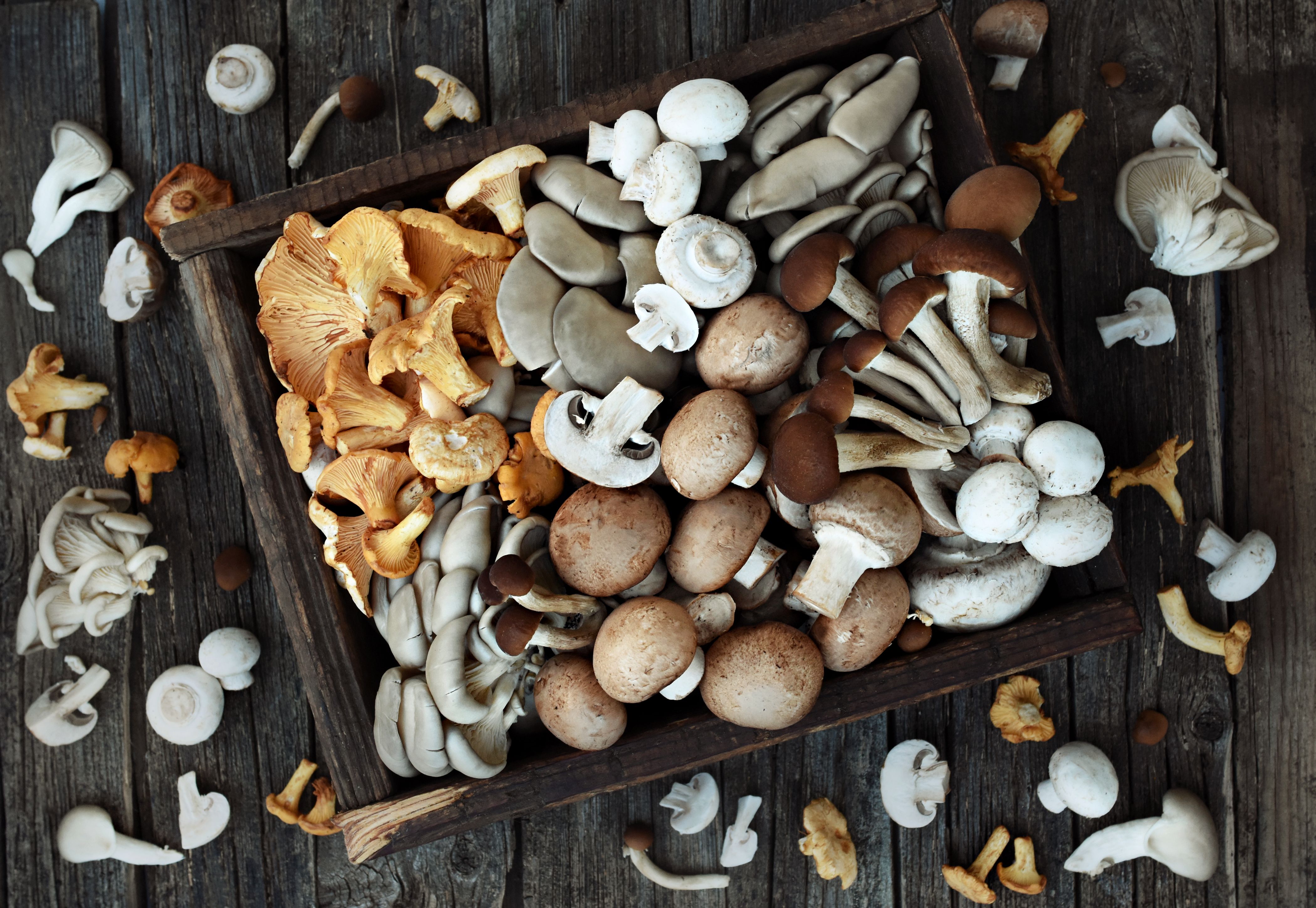 mushroom varieties