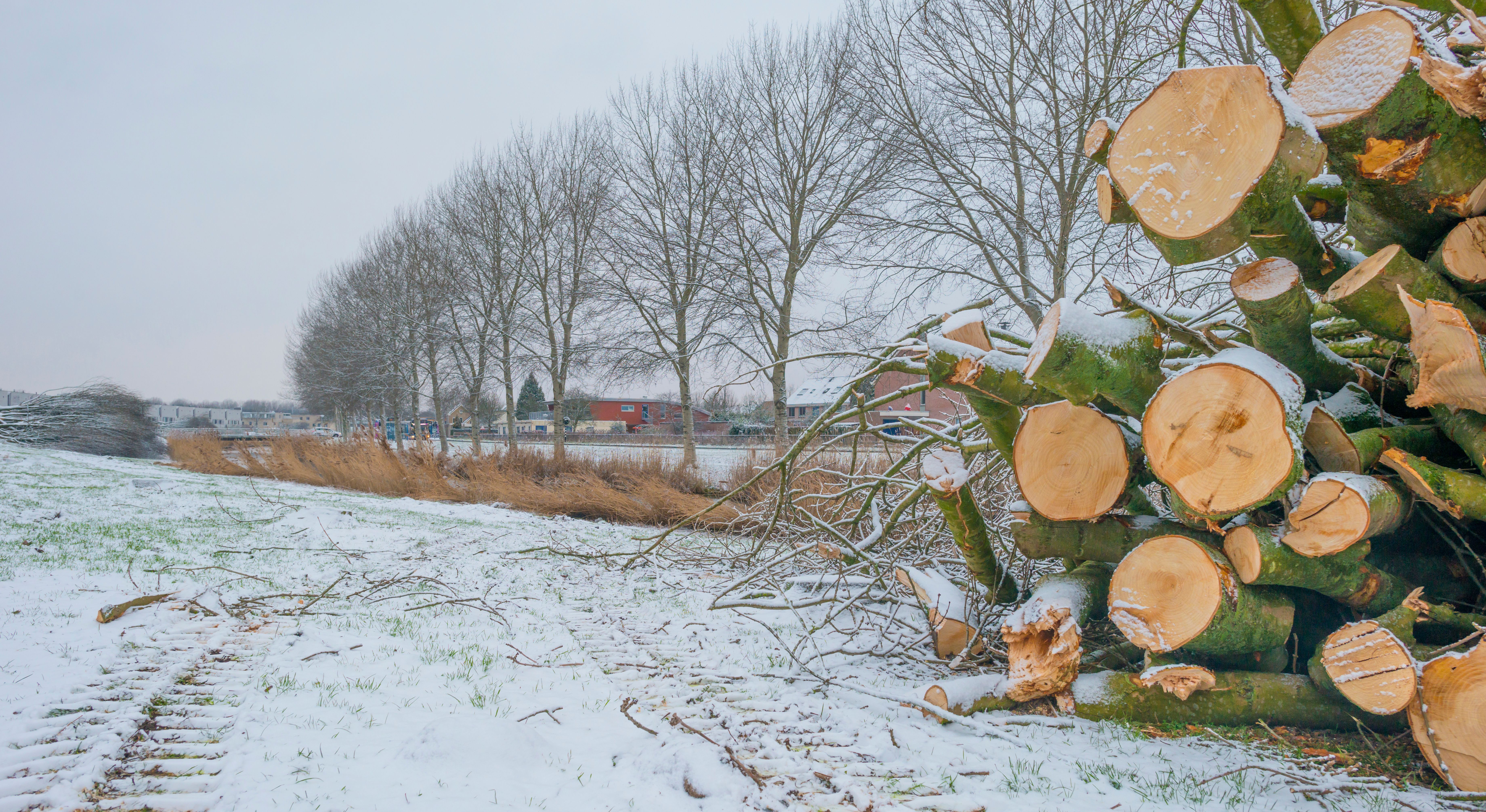 zomer boom snoeien