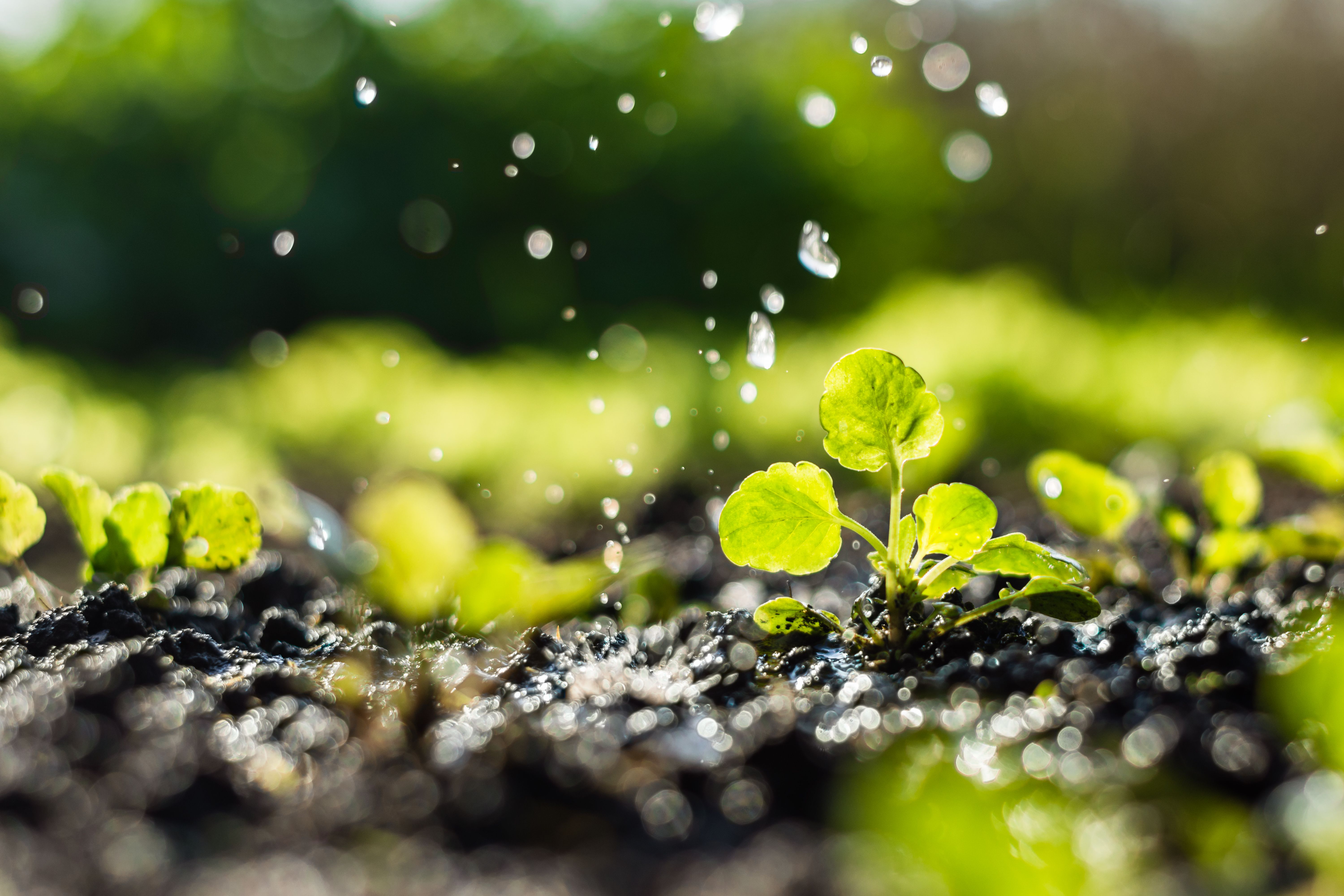 morning watering