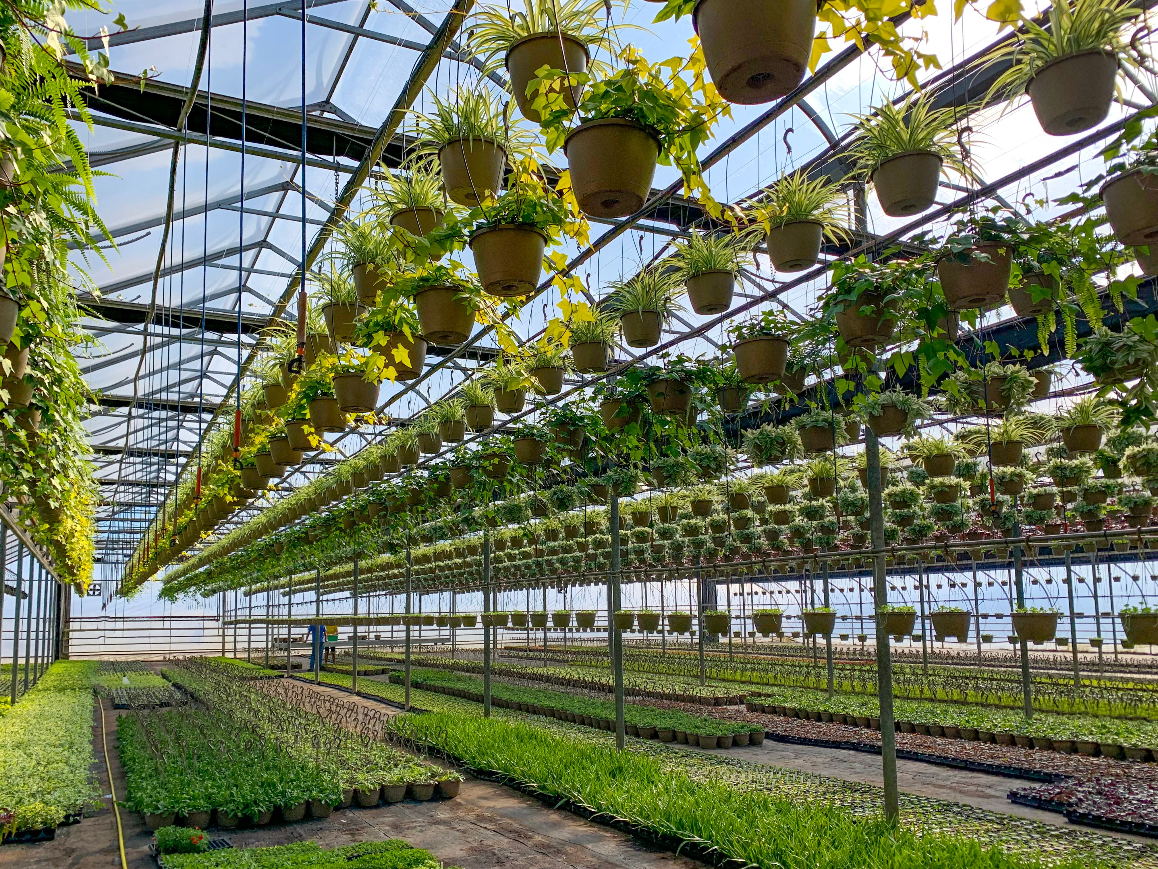 Inside Greenhouse, Ontario, Canada