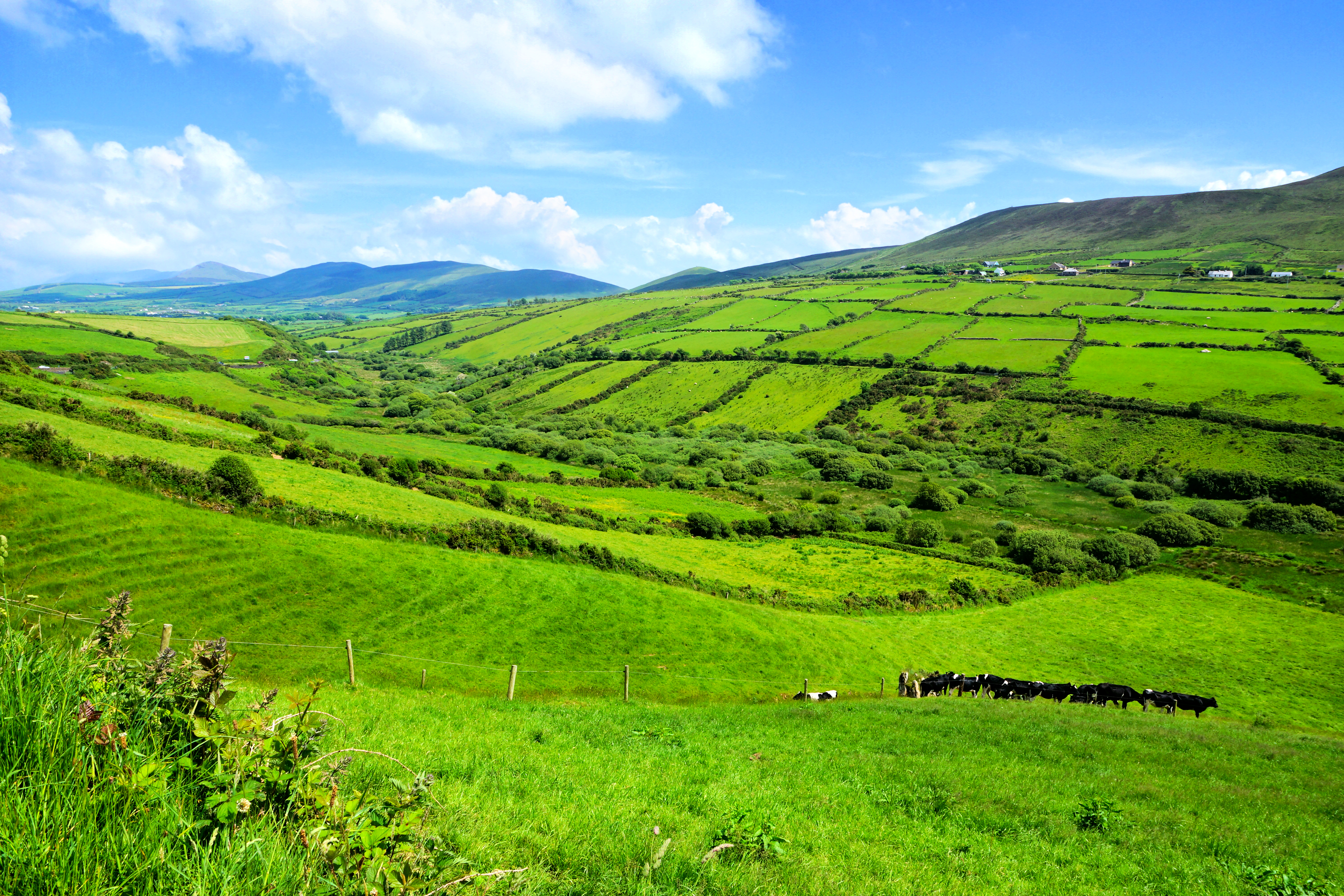 Hills of green fields in the countryside of Ireland. Dingle peninsula, County Kerry. Hills of green fields in the countryside of Ireland. Dingle peninsula, County Kerry.