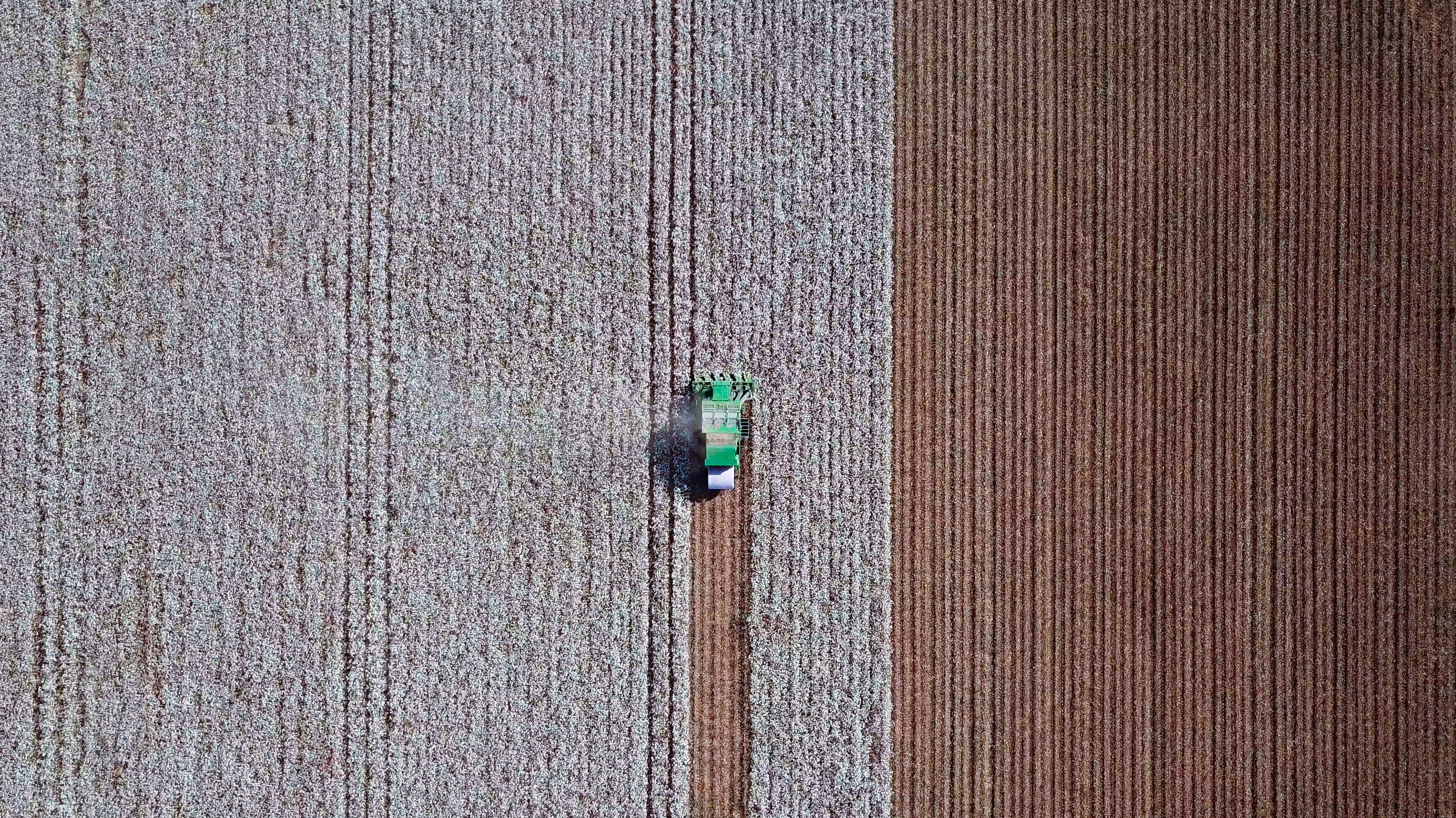 cotton field