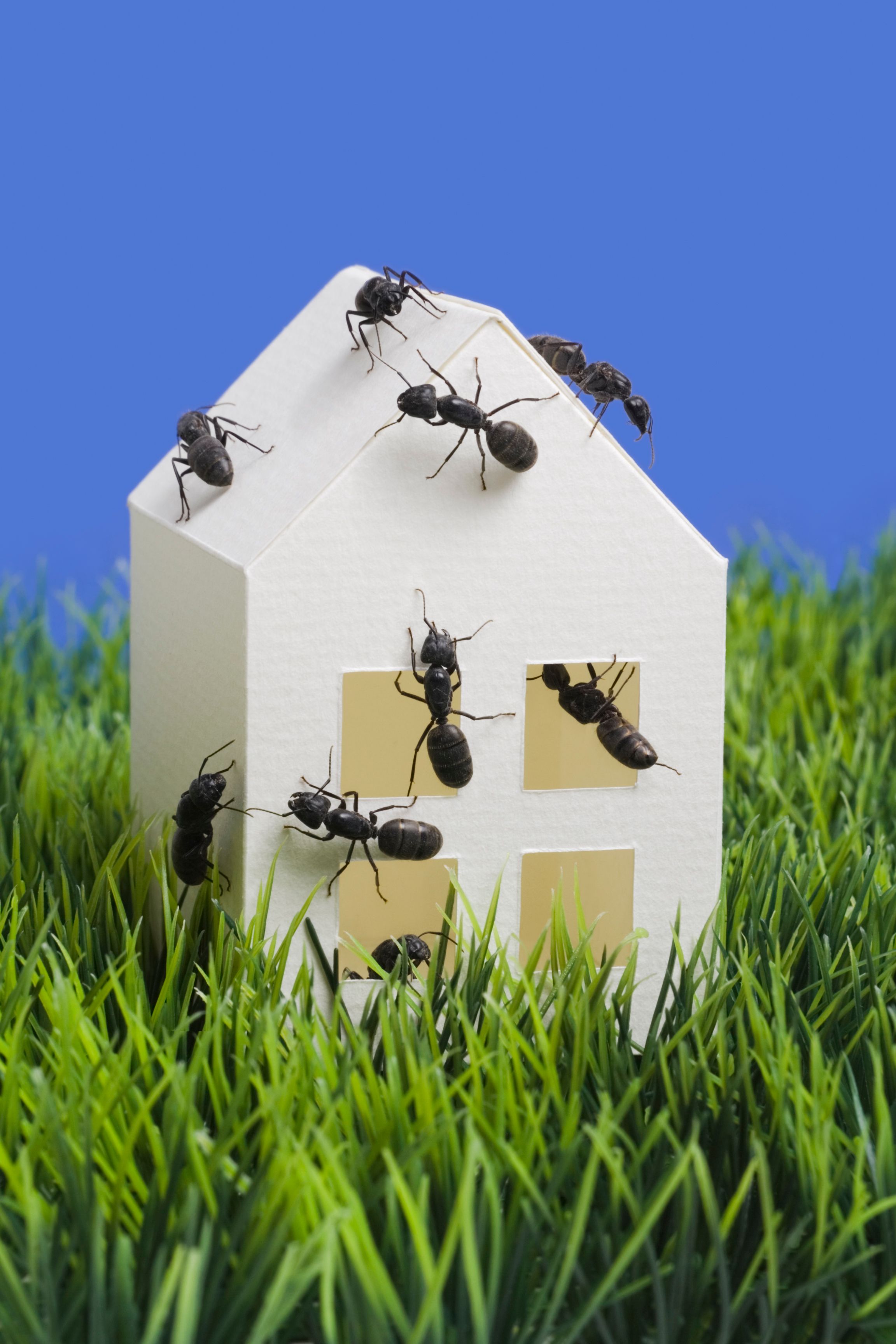 pest prevention home