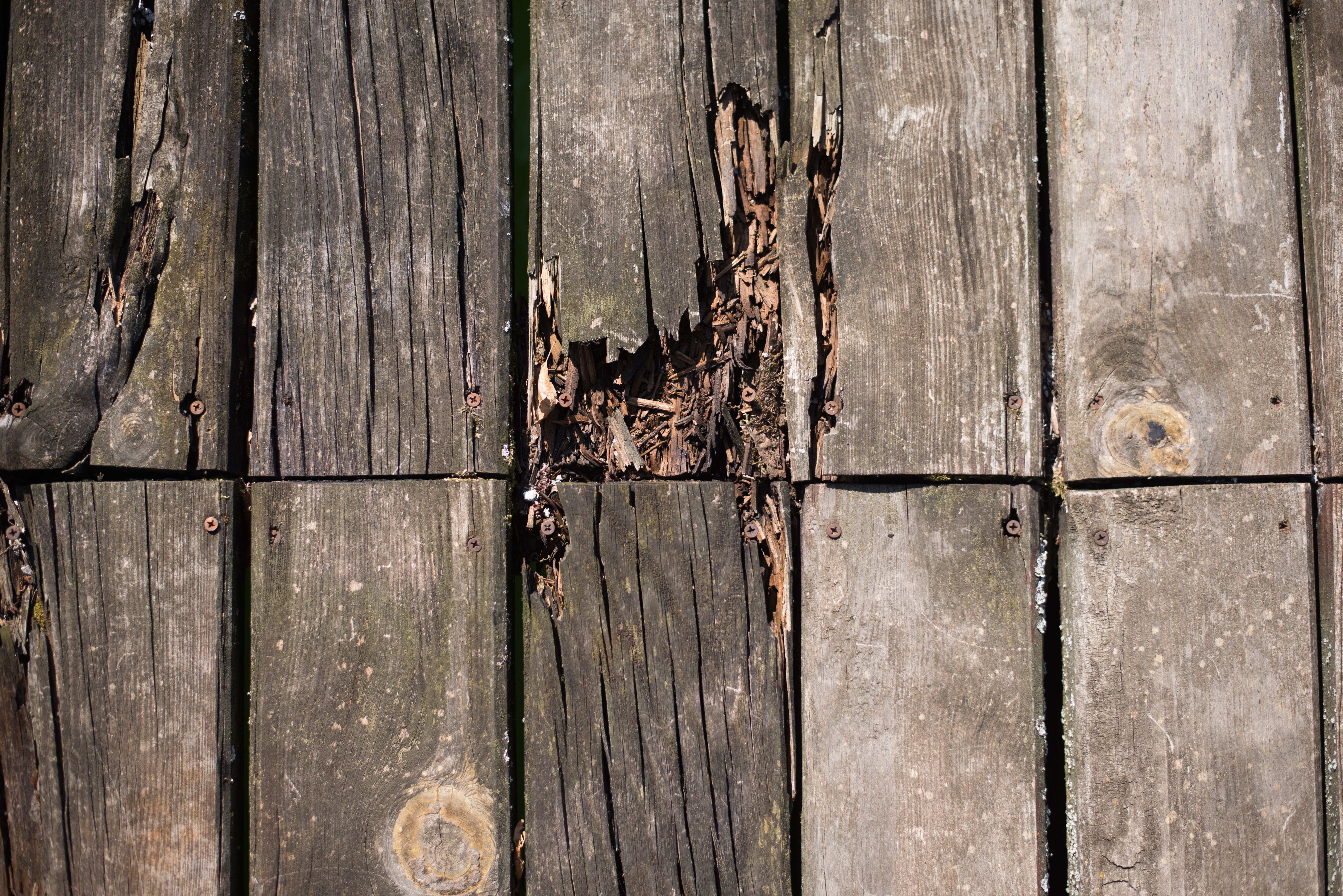 dry rot deck