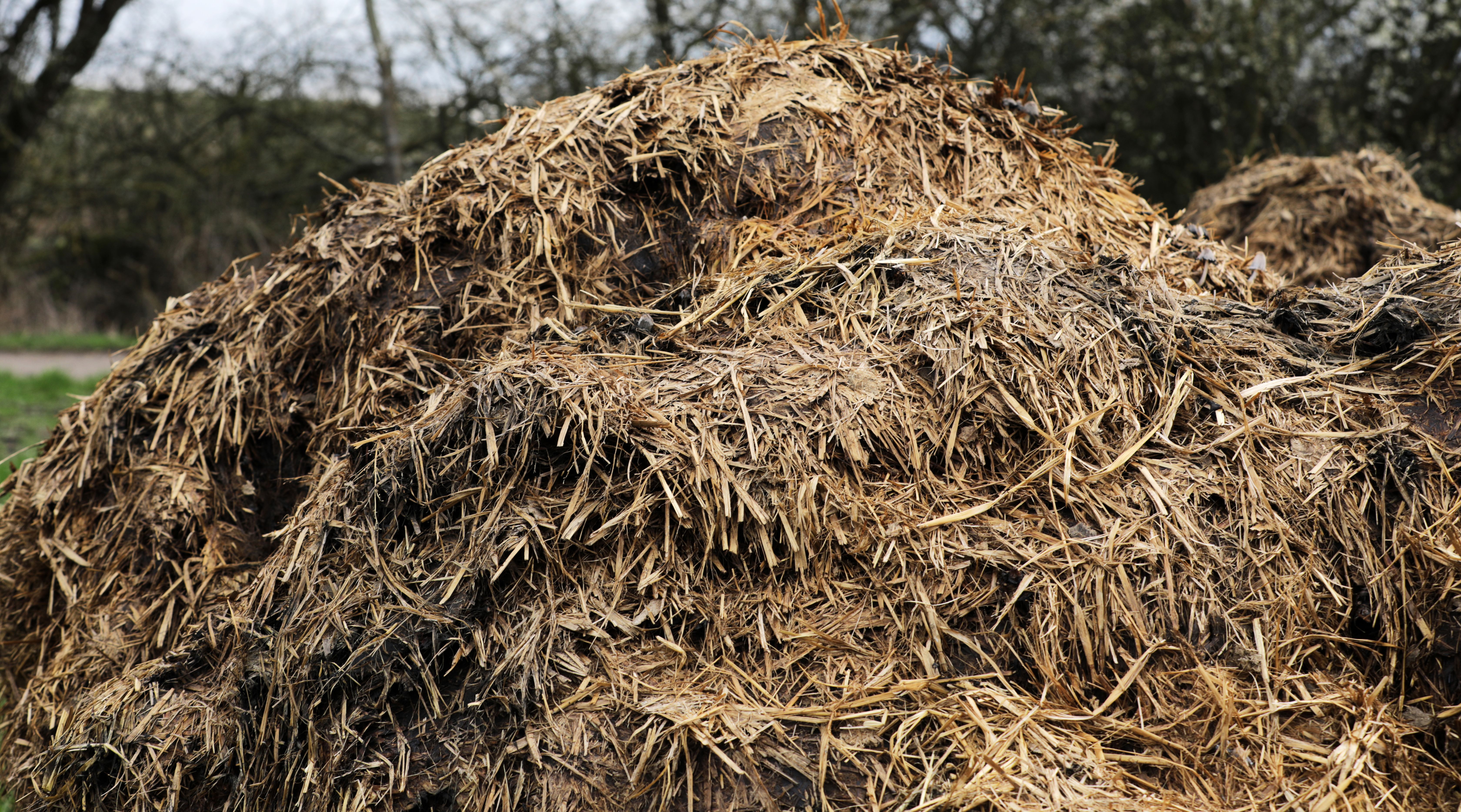 horse manure composting