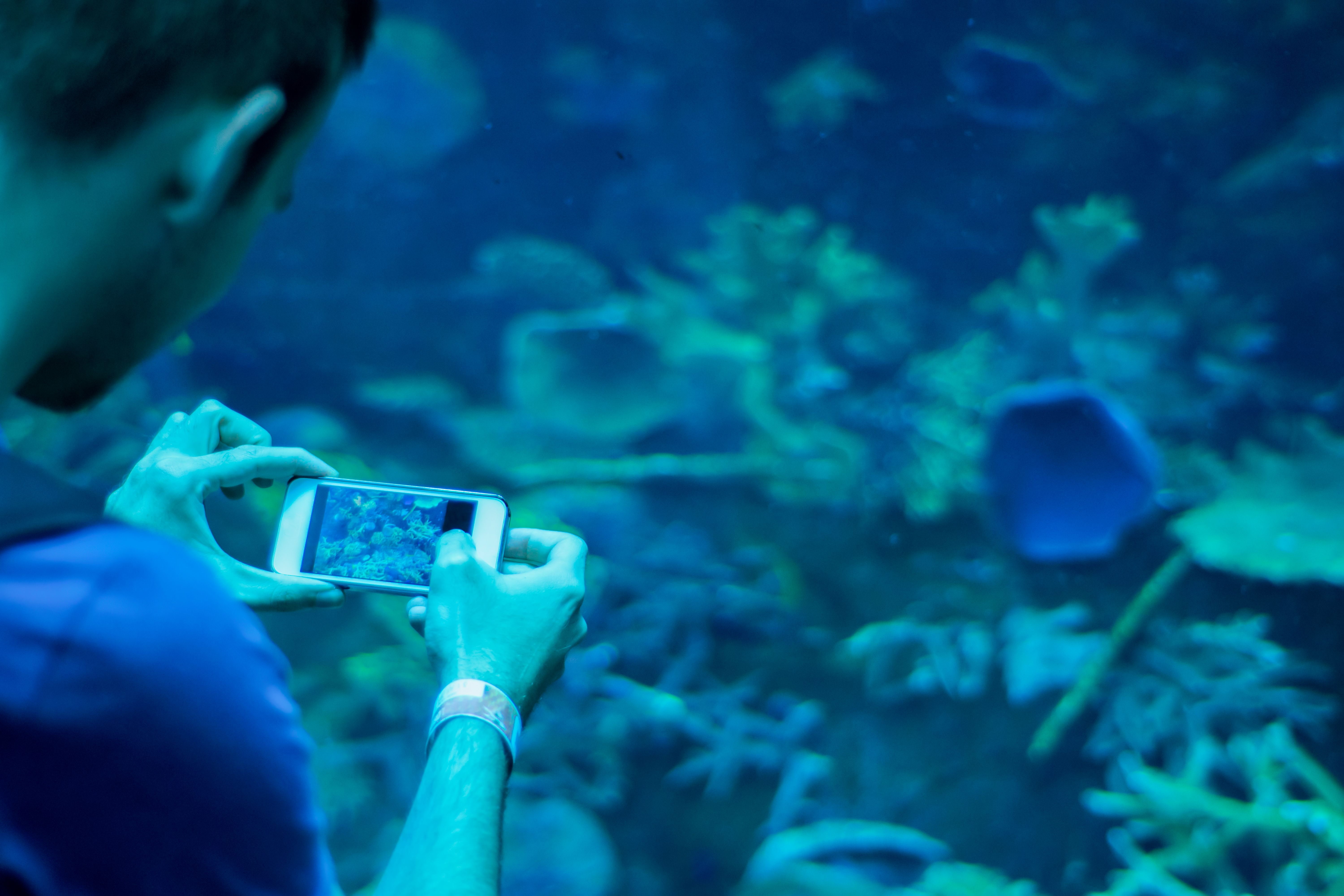Taking pictures in aquarium dubai united arab emirates
