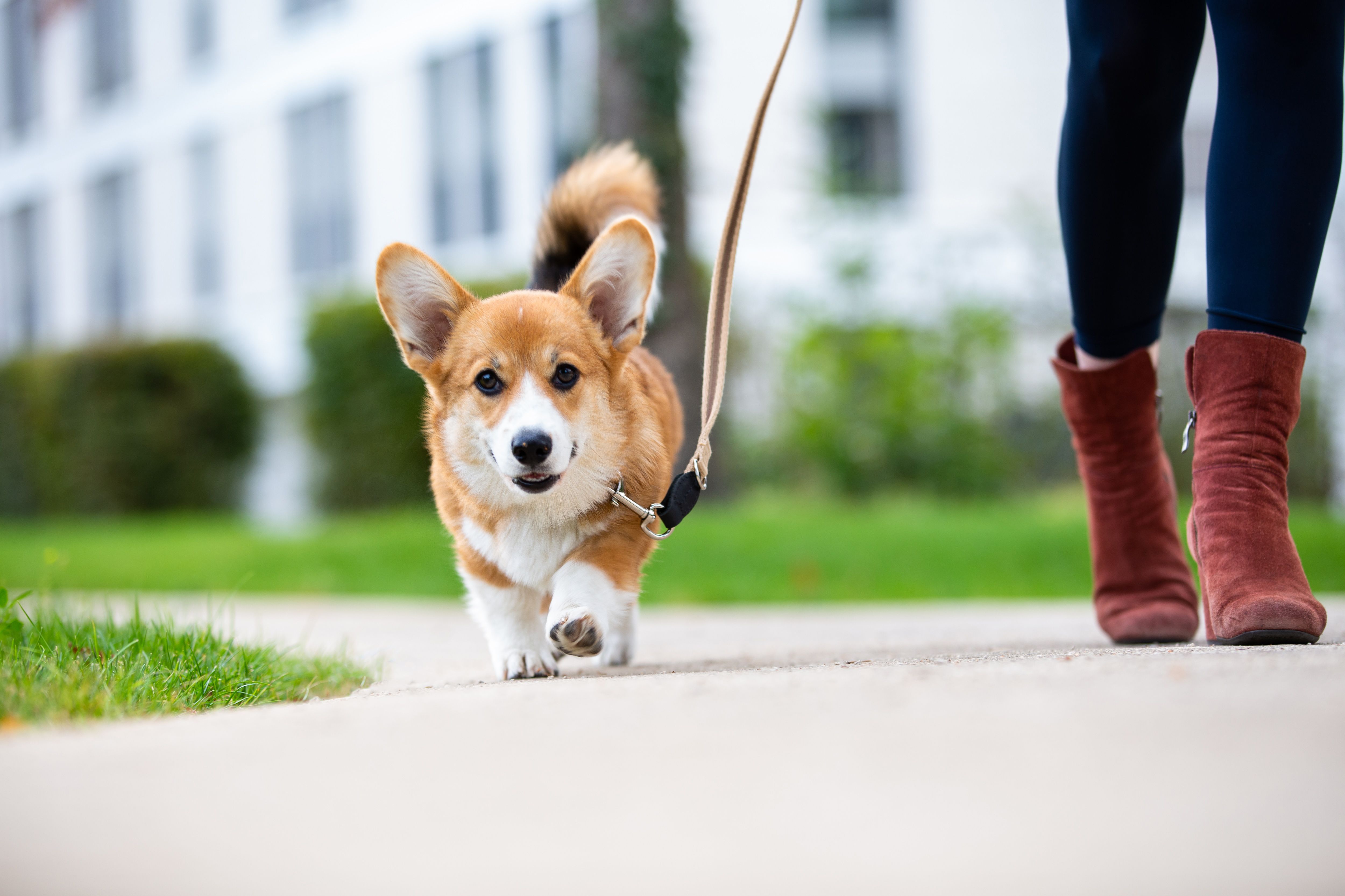 dog walking: corgi puppy on a leash from a woman dog walking: corgi puppy on a leash from a woman
