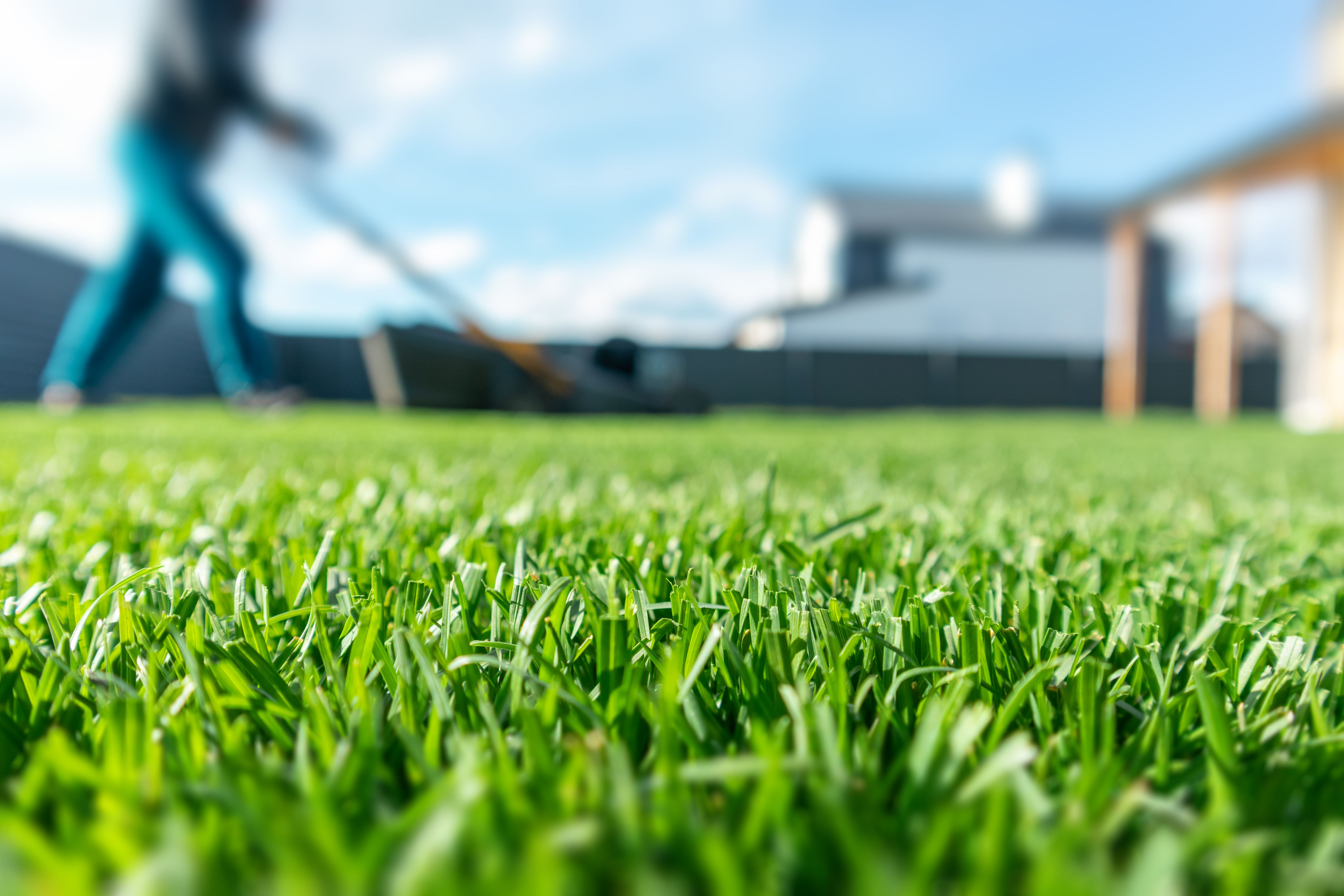 Spring season sunny lawn mowing in the garden. Lawn blur with soft light for background. Selective focus.