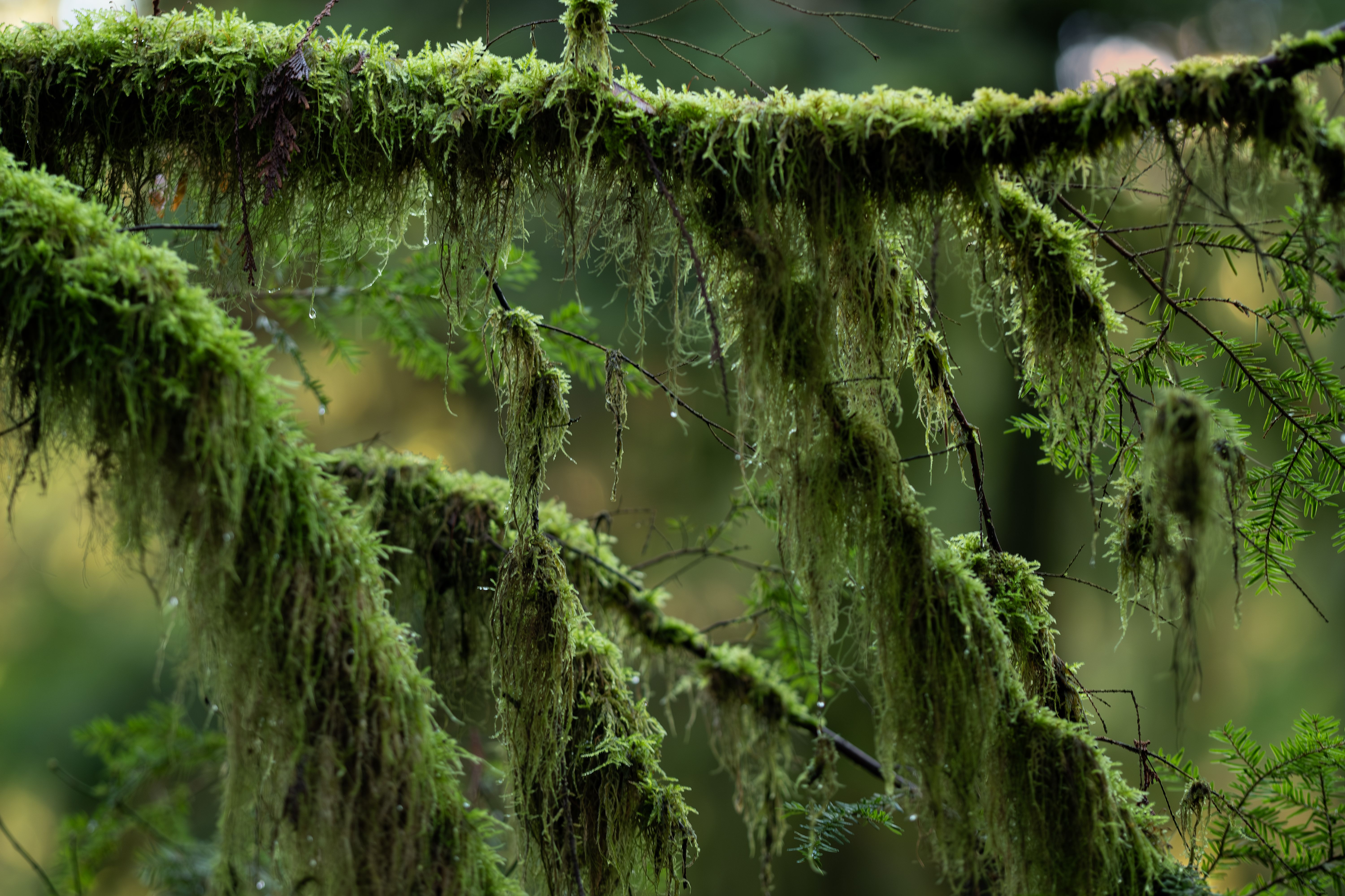 north vancouver park