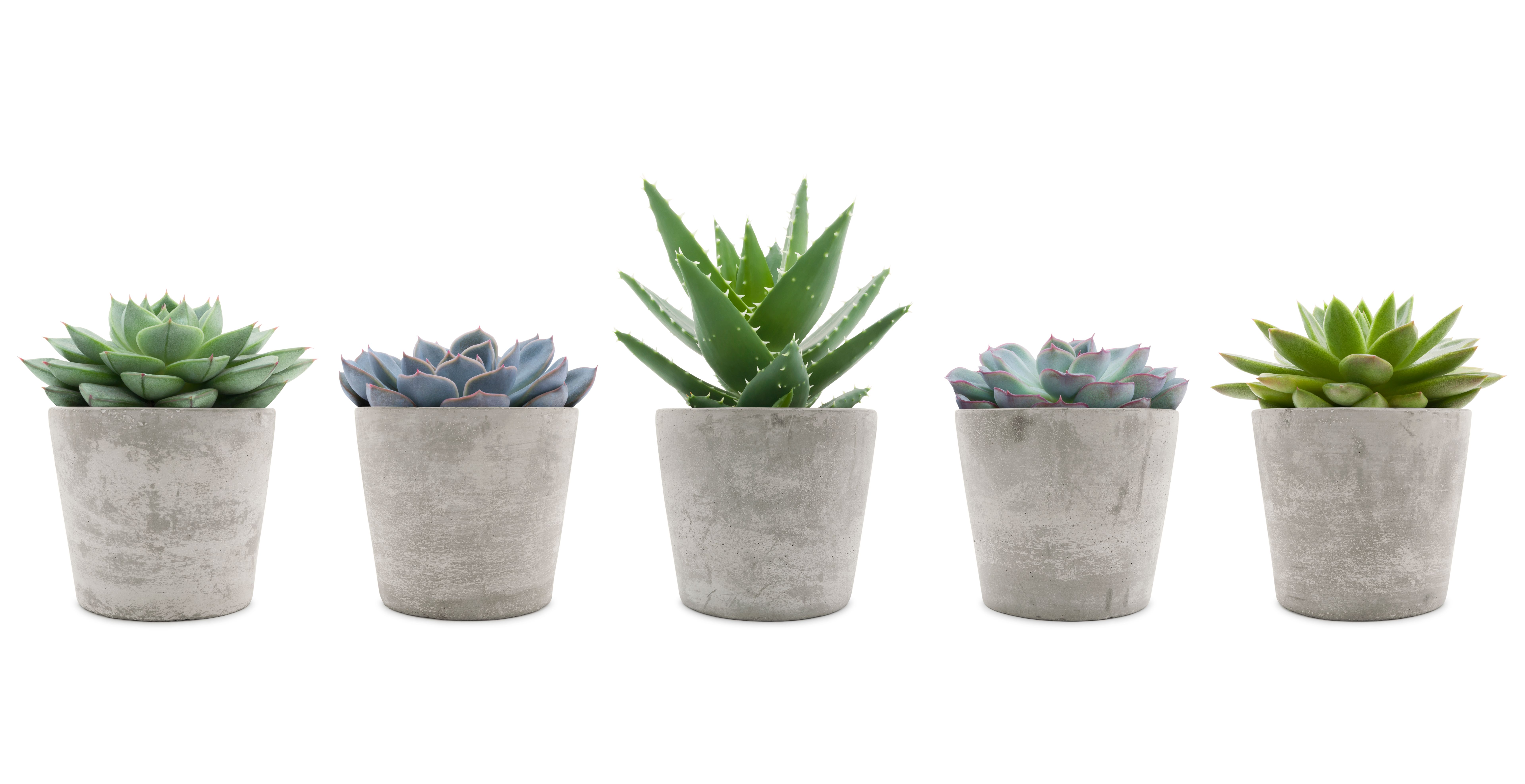 succulent plants