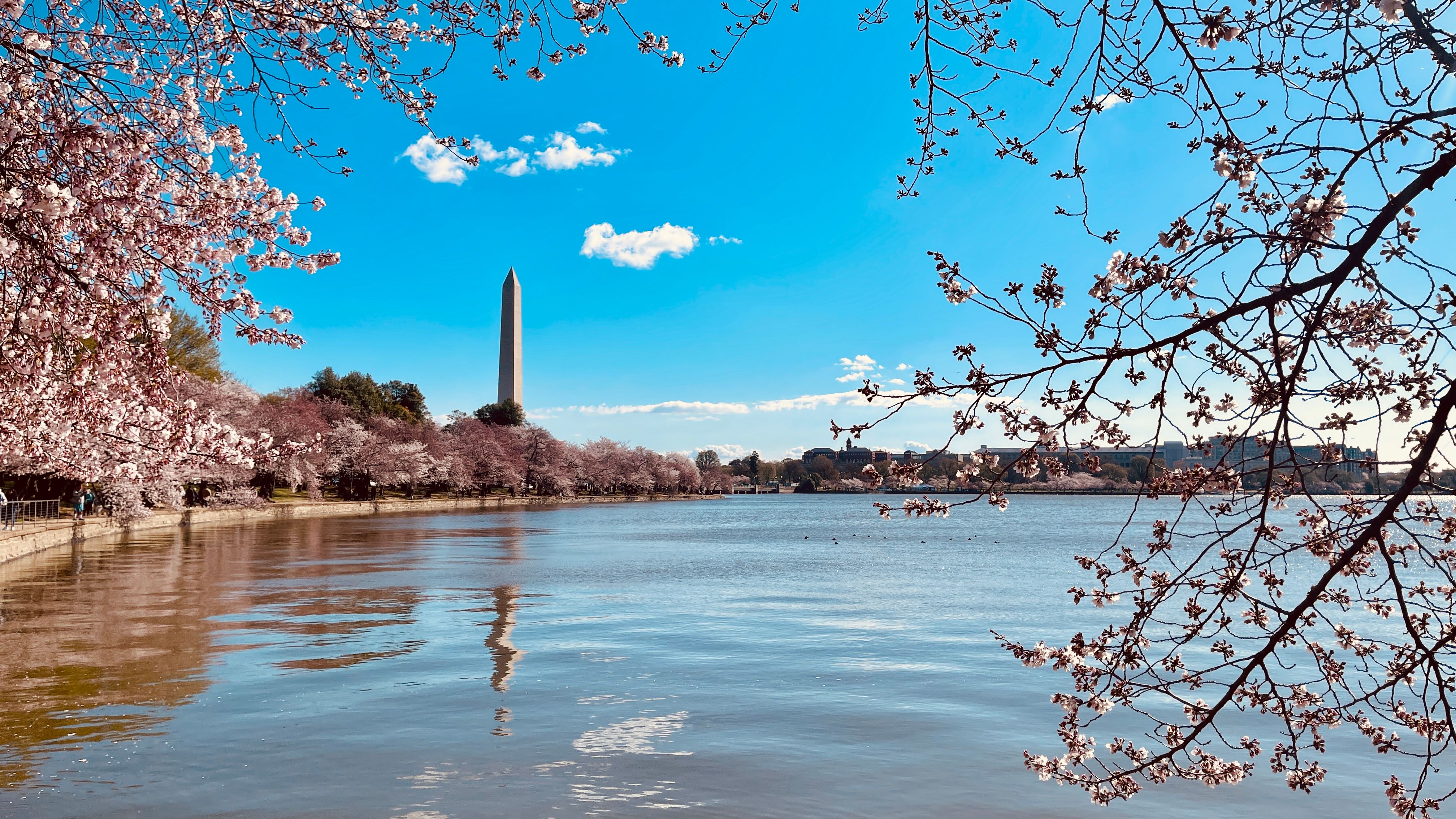 cherry blossoms