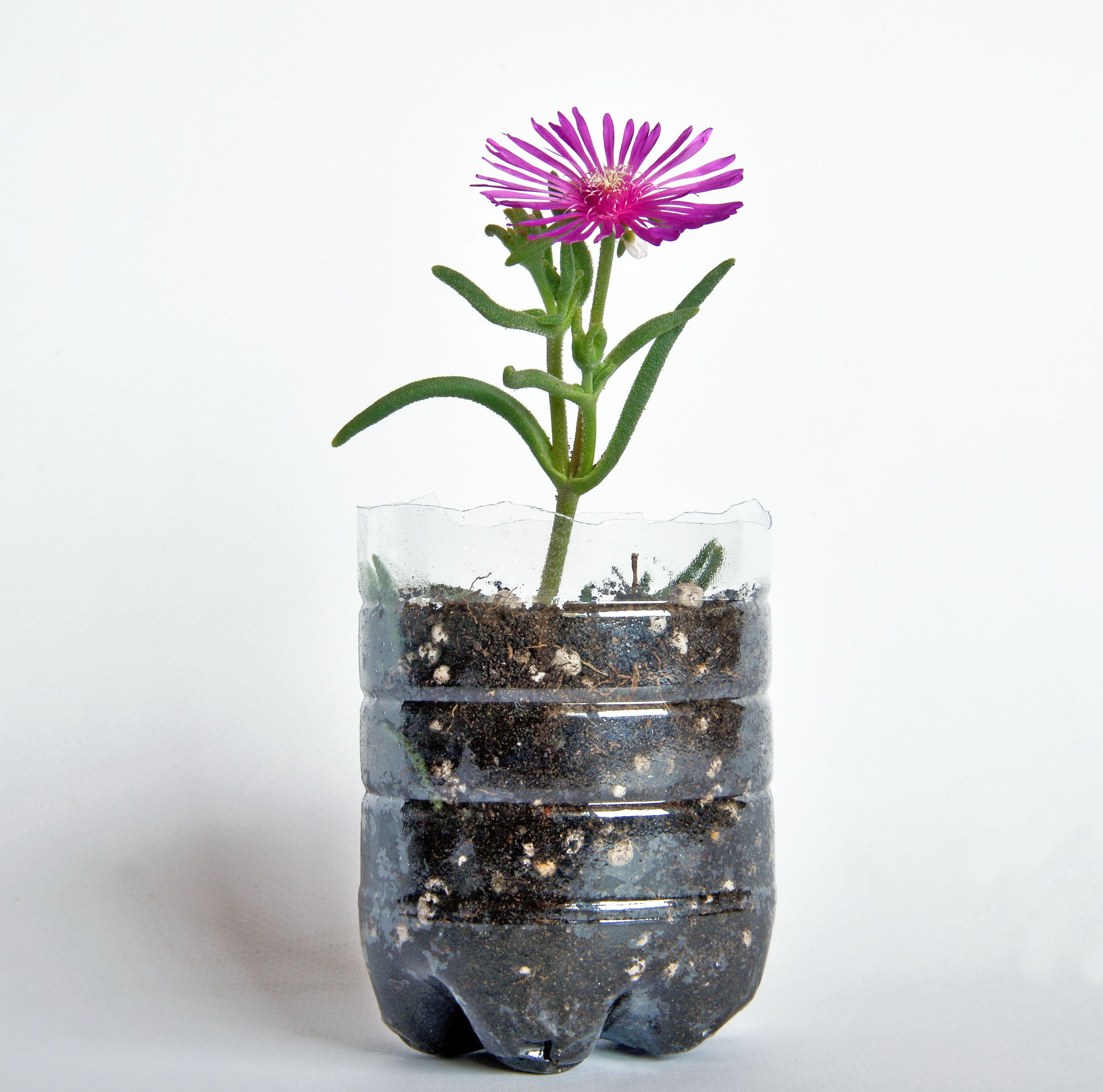 plastic bottle vases