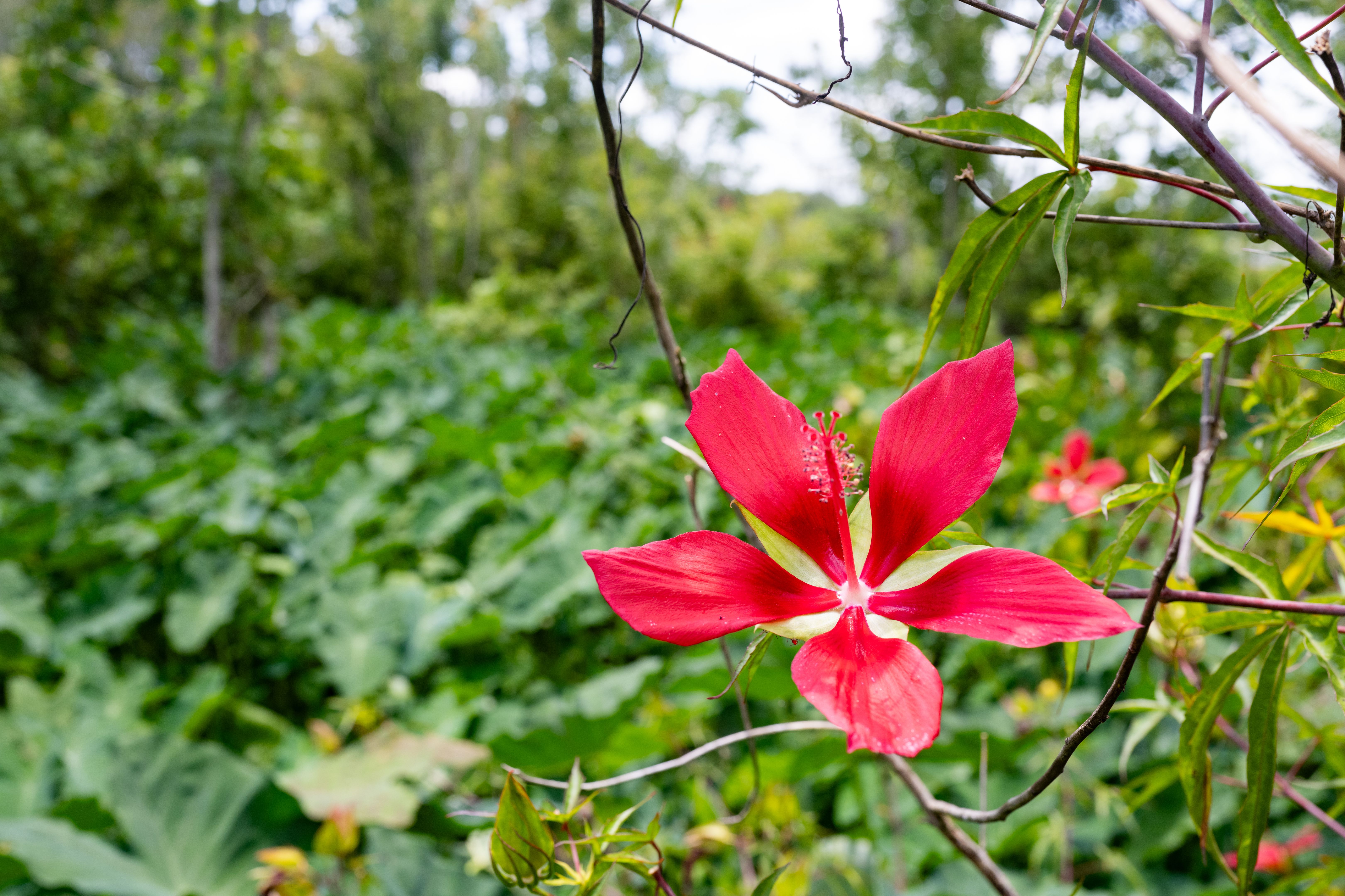 native florida plants