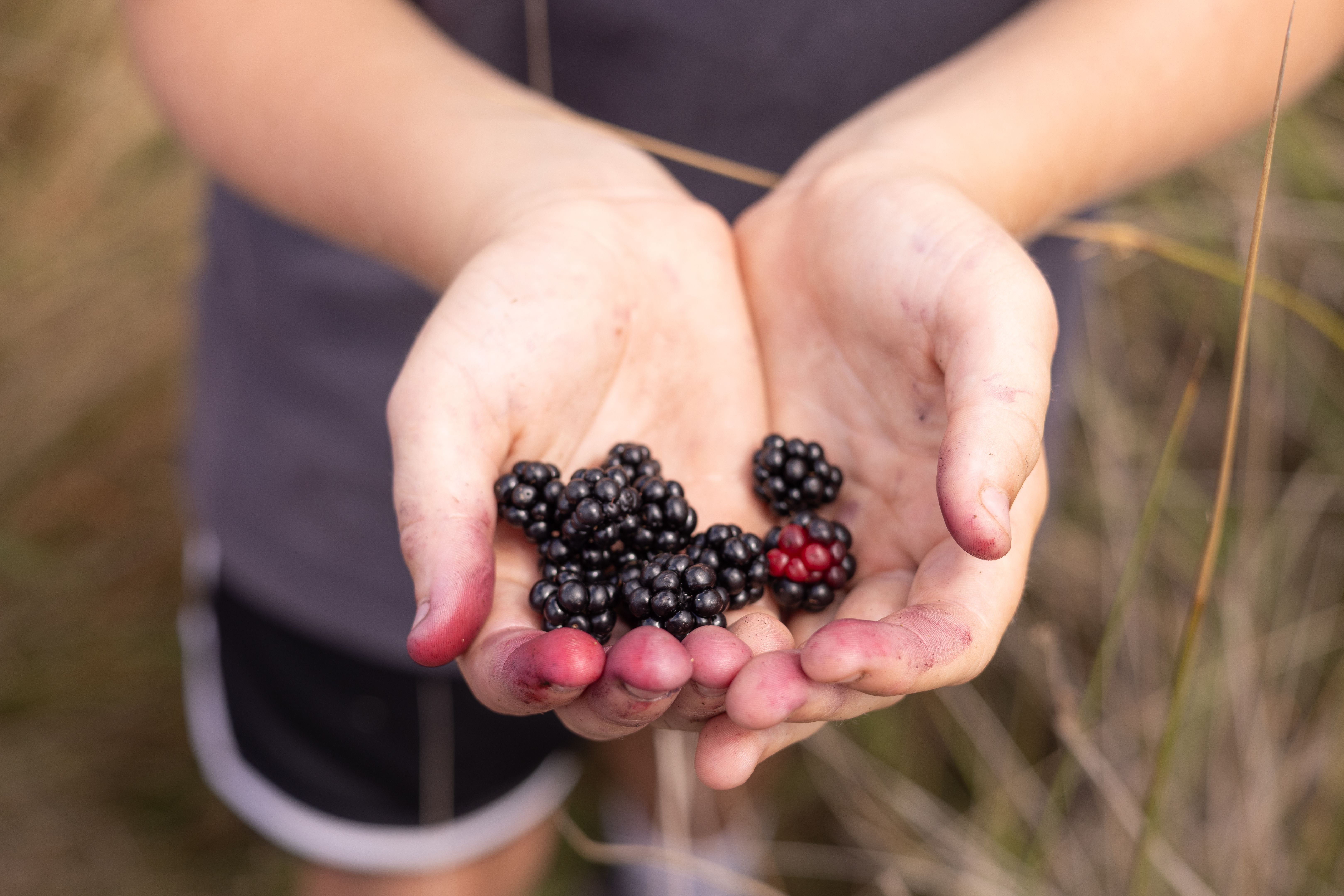 blackberry picking