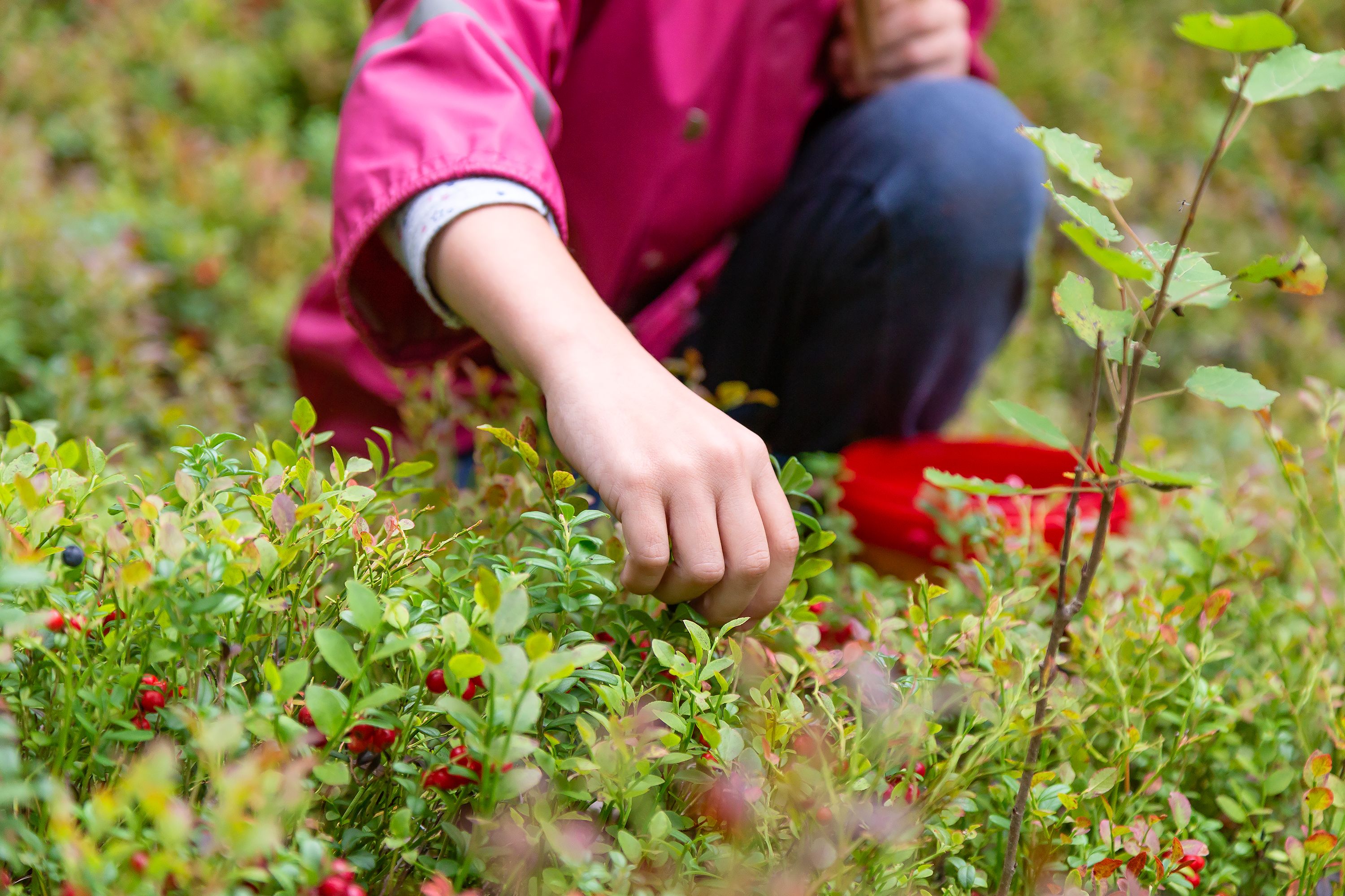 berry picking clothes