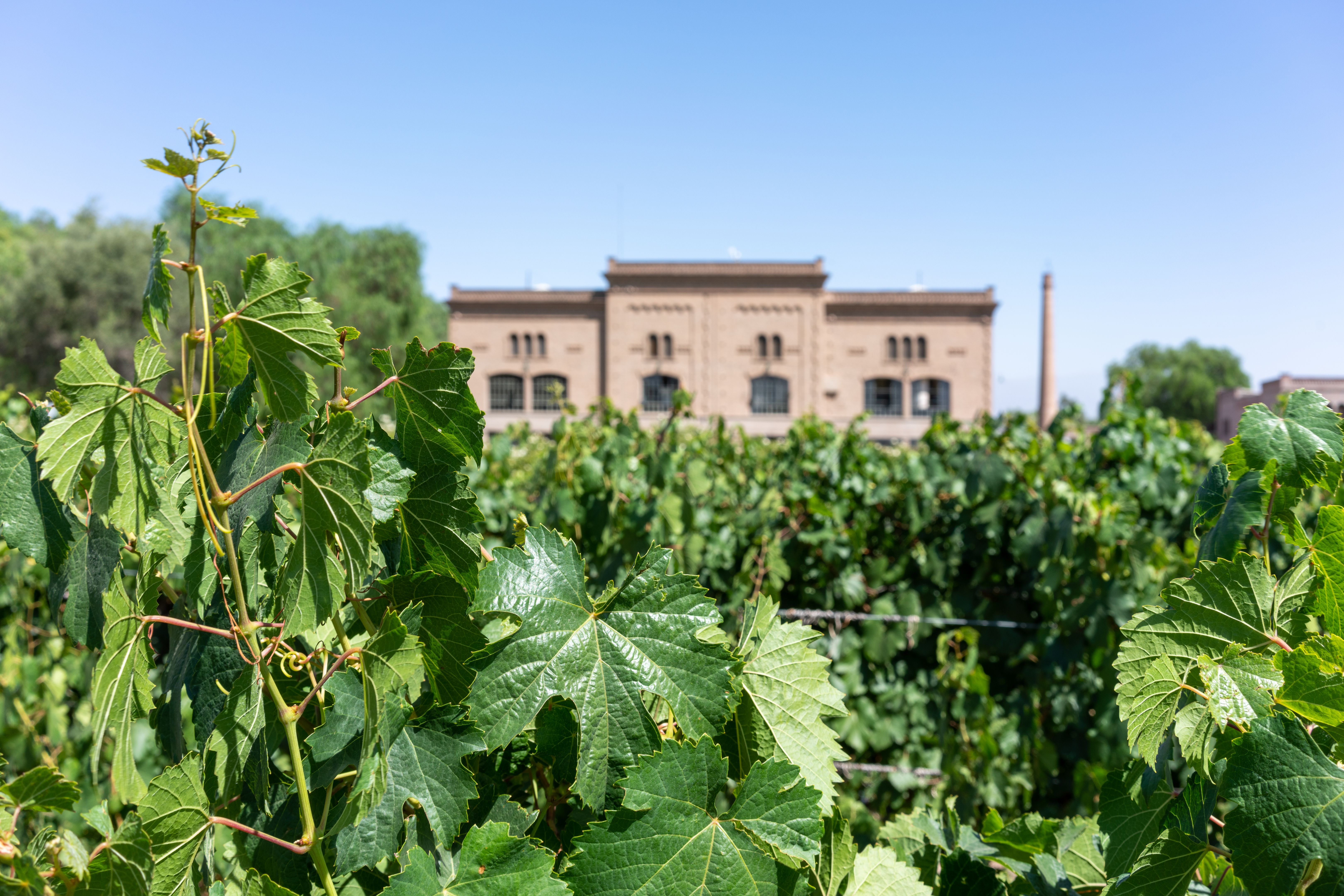 Vineyards in Mendoza, Argentina