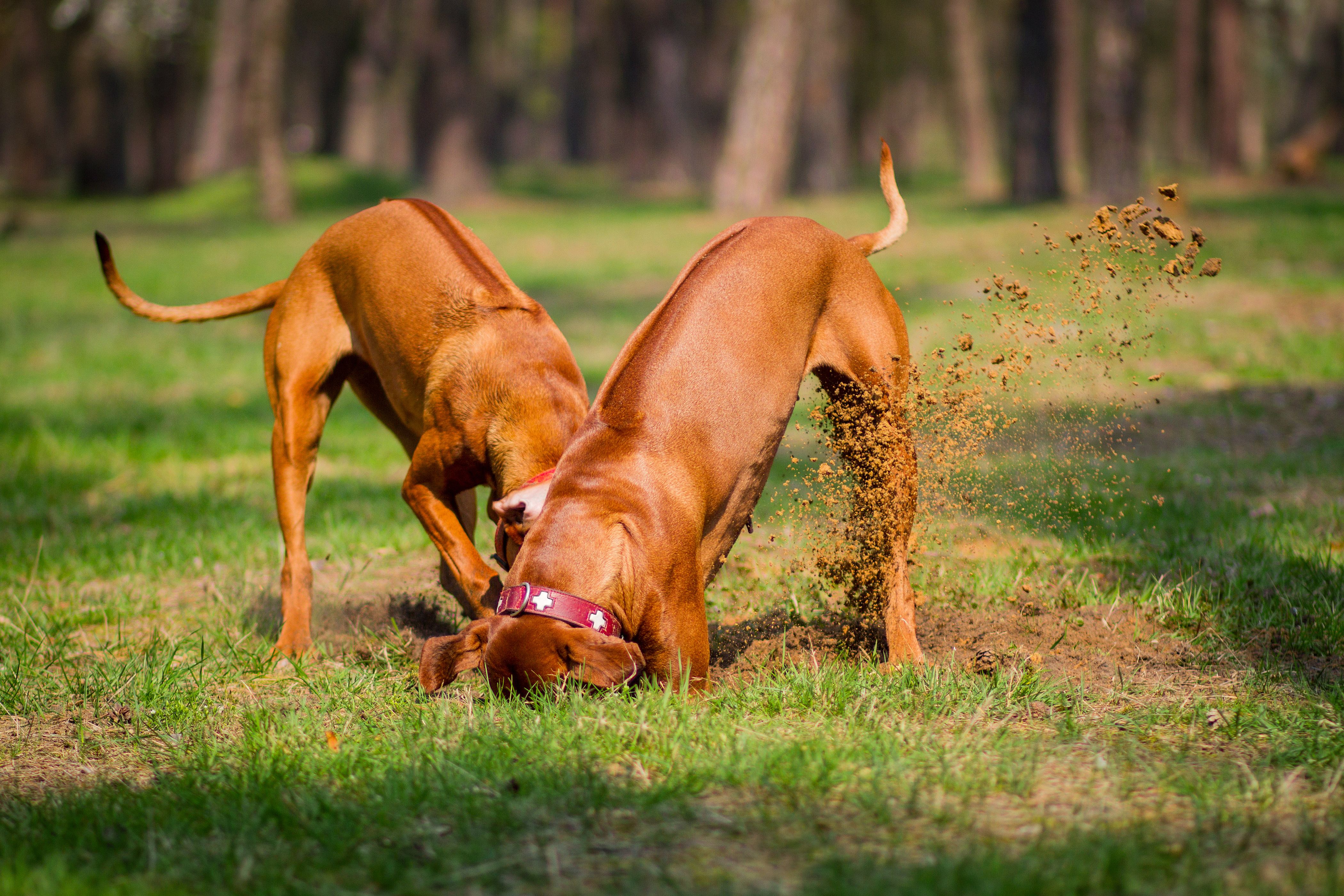 dogs playing park