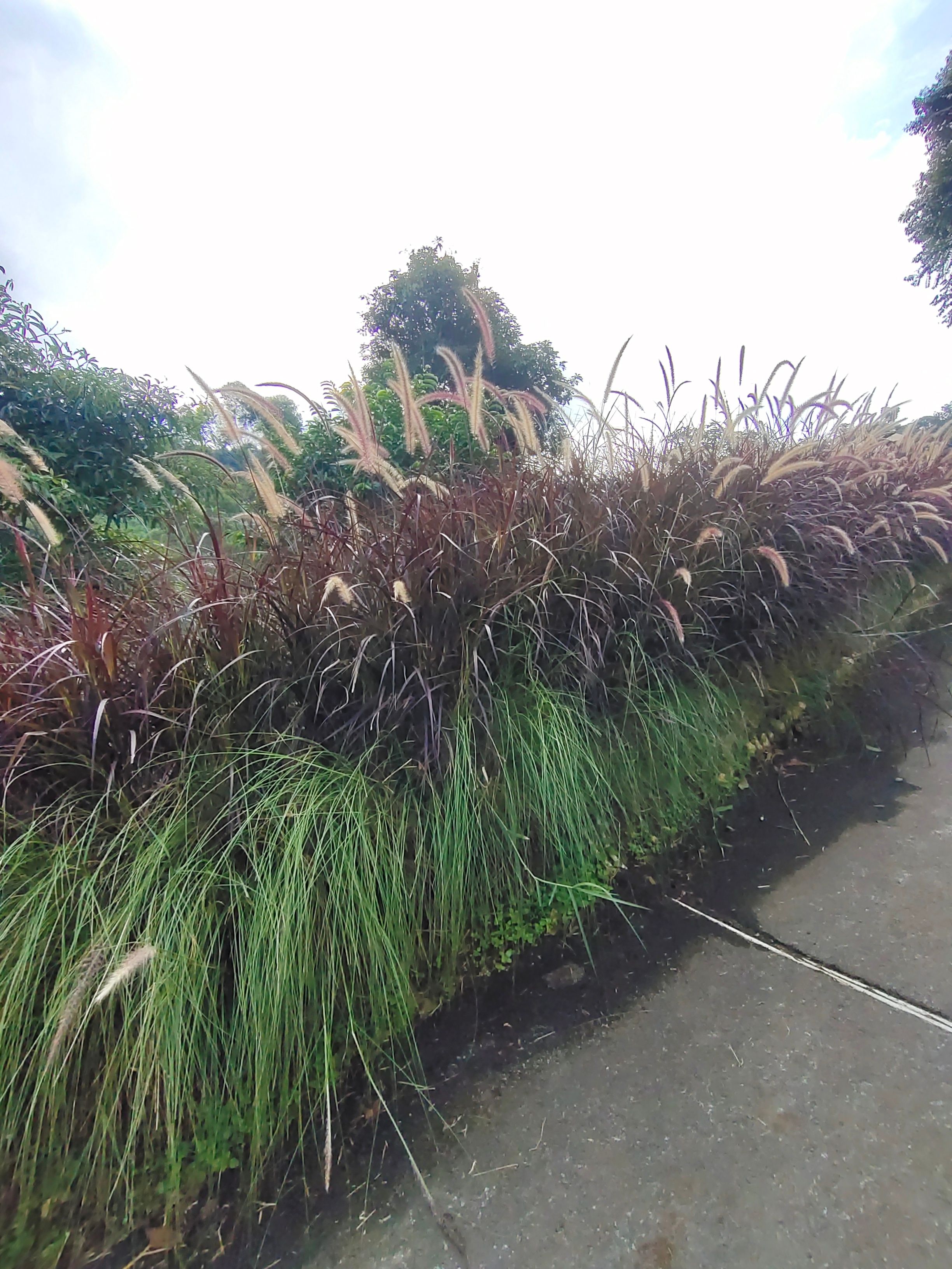 ornamental grasses