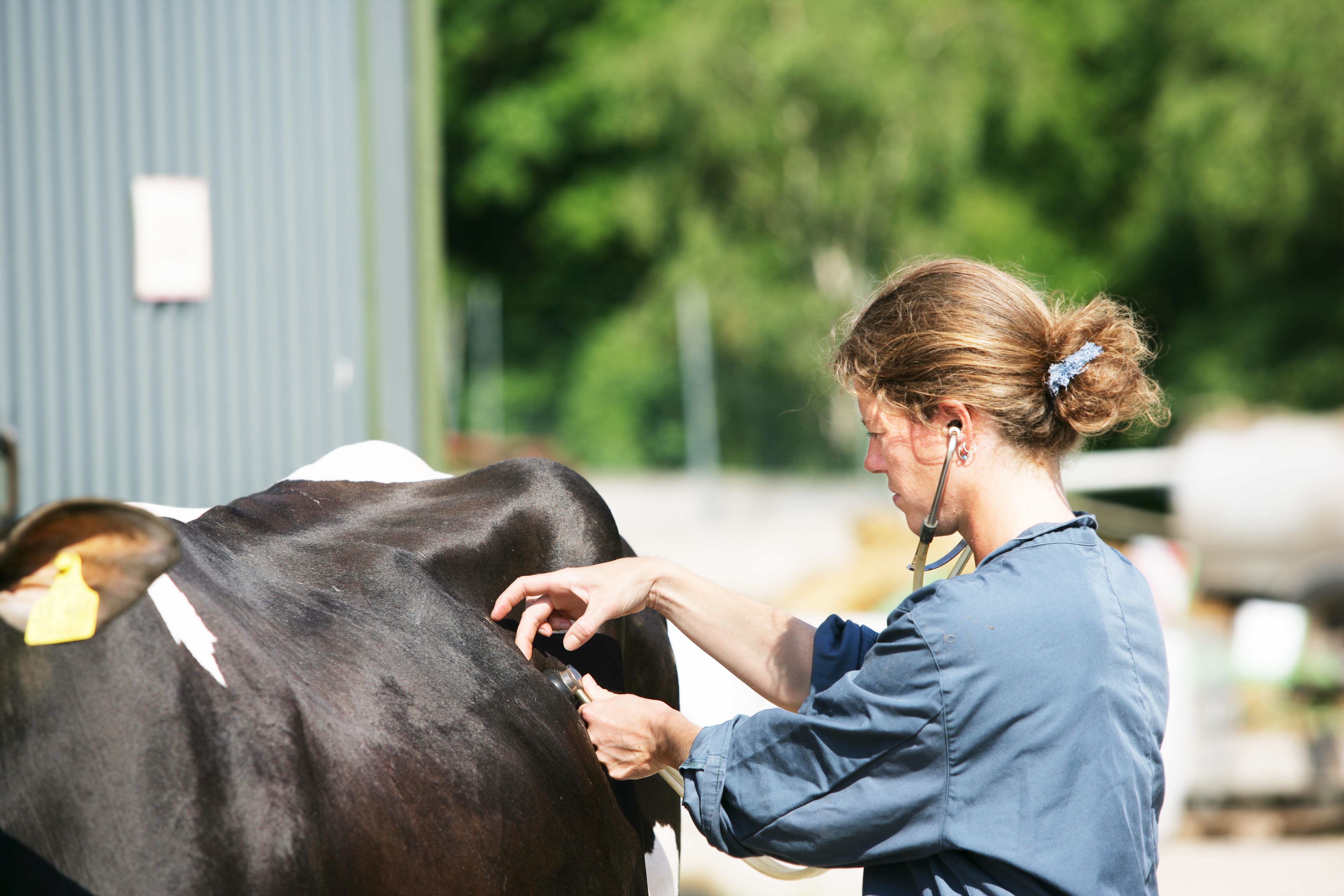 vet examining cow