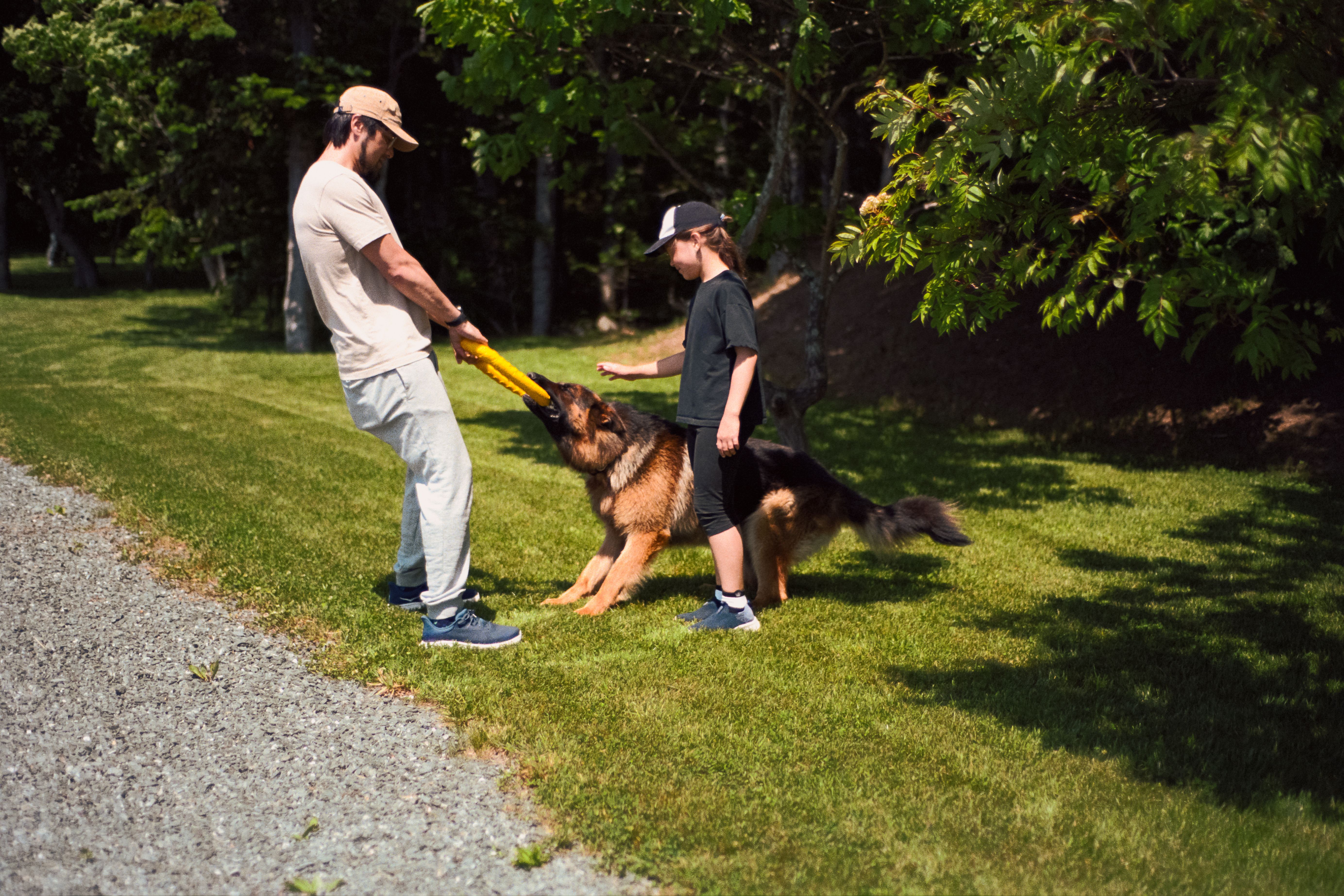 family protection dog
