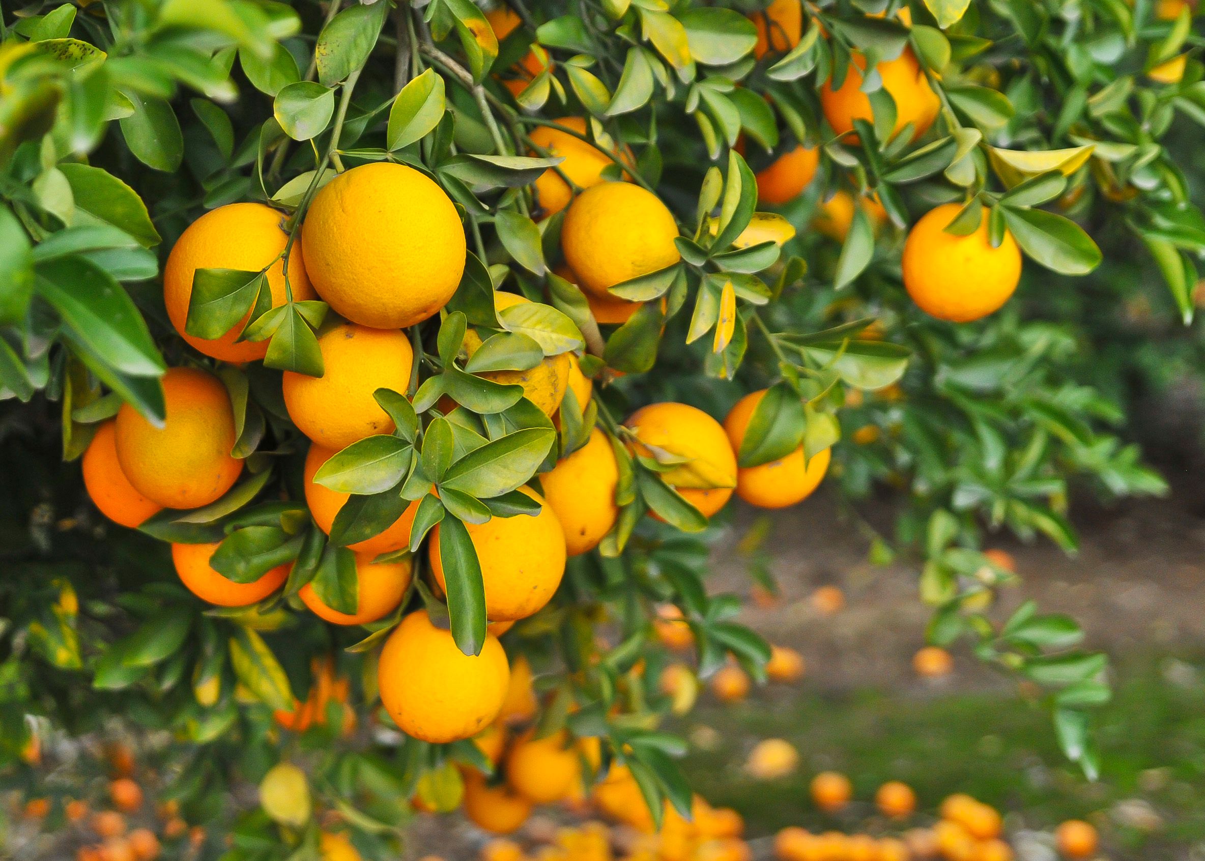 citrus grove