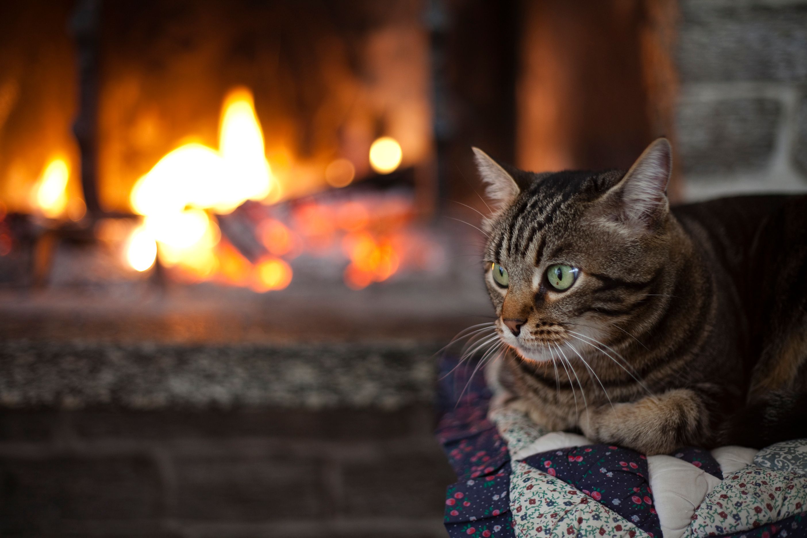 cat by fireplace