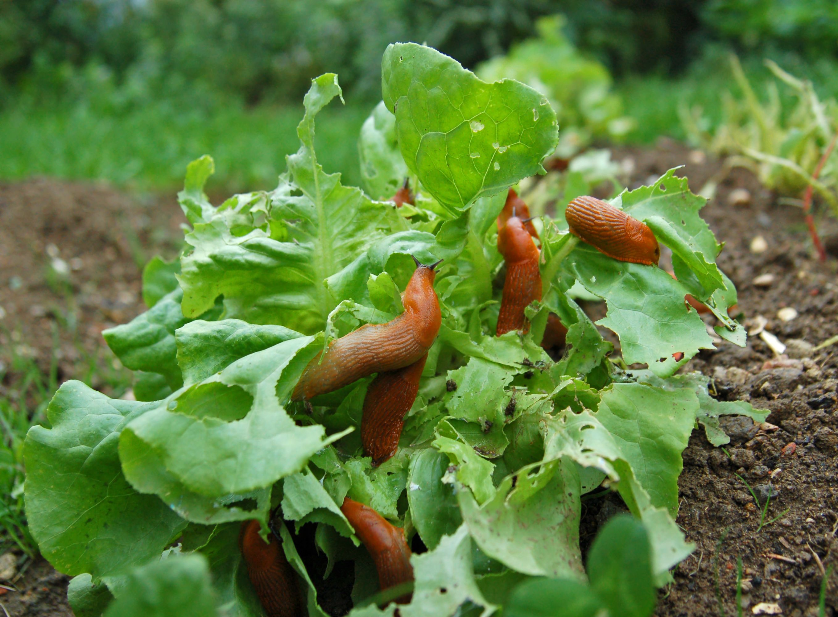 garden pests