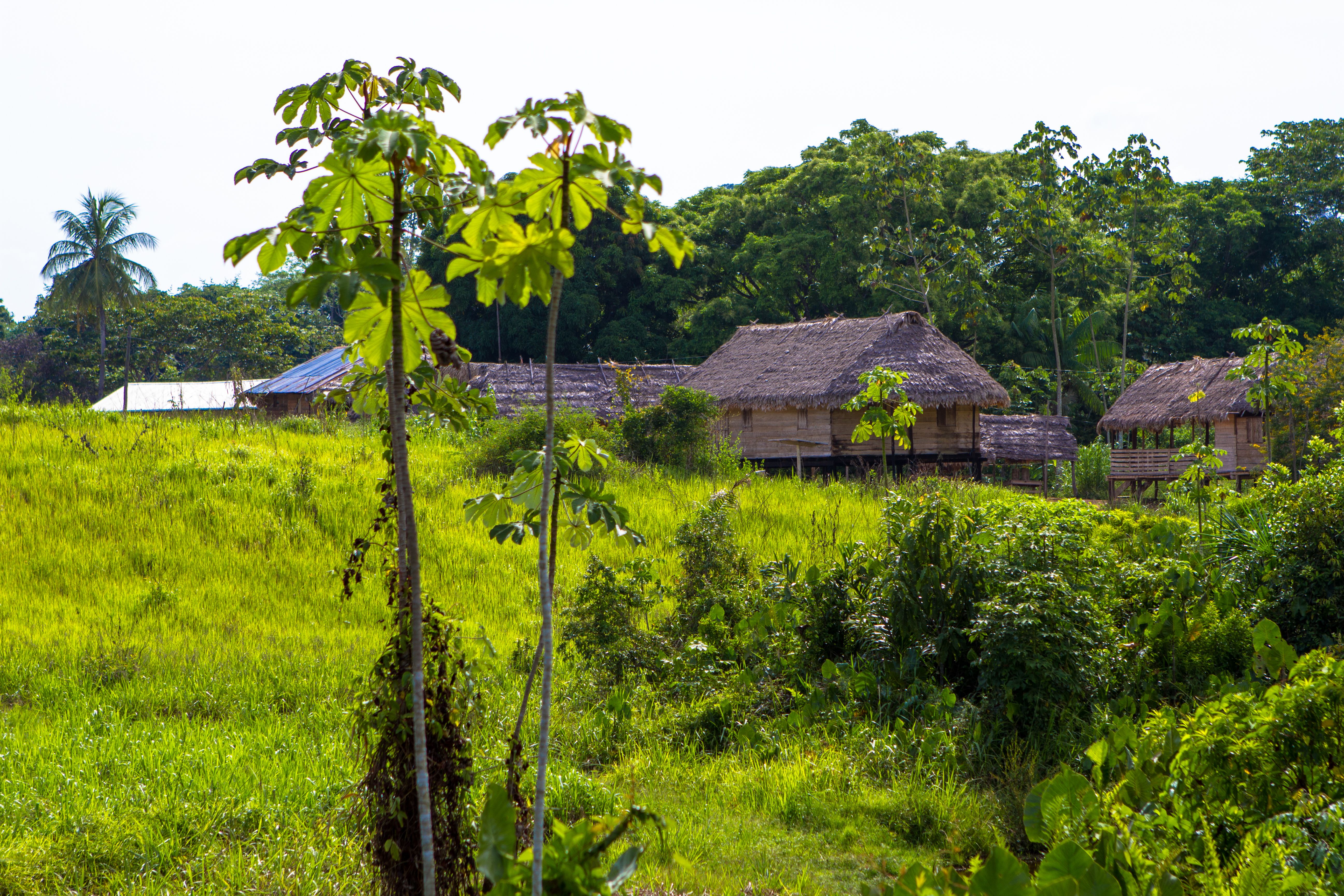 Traditional houses built into a hillside surrounded by trees in a village