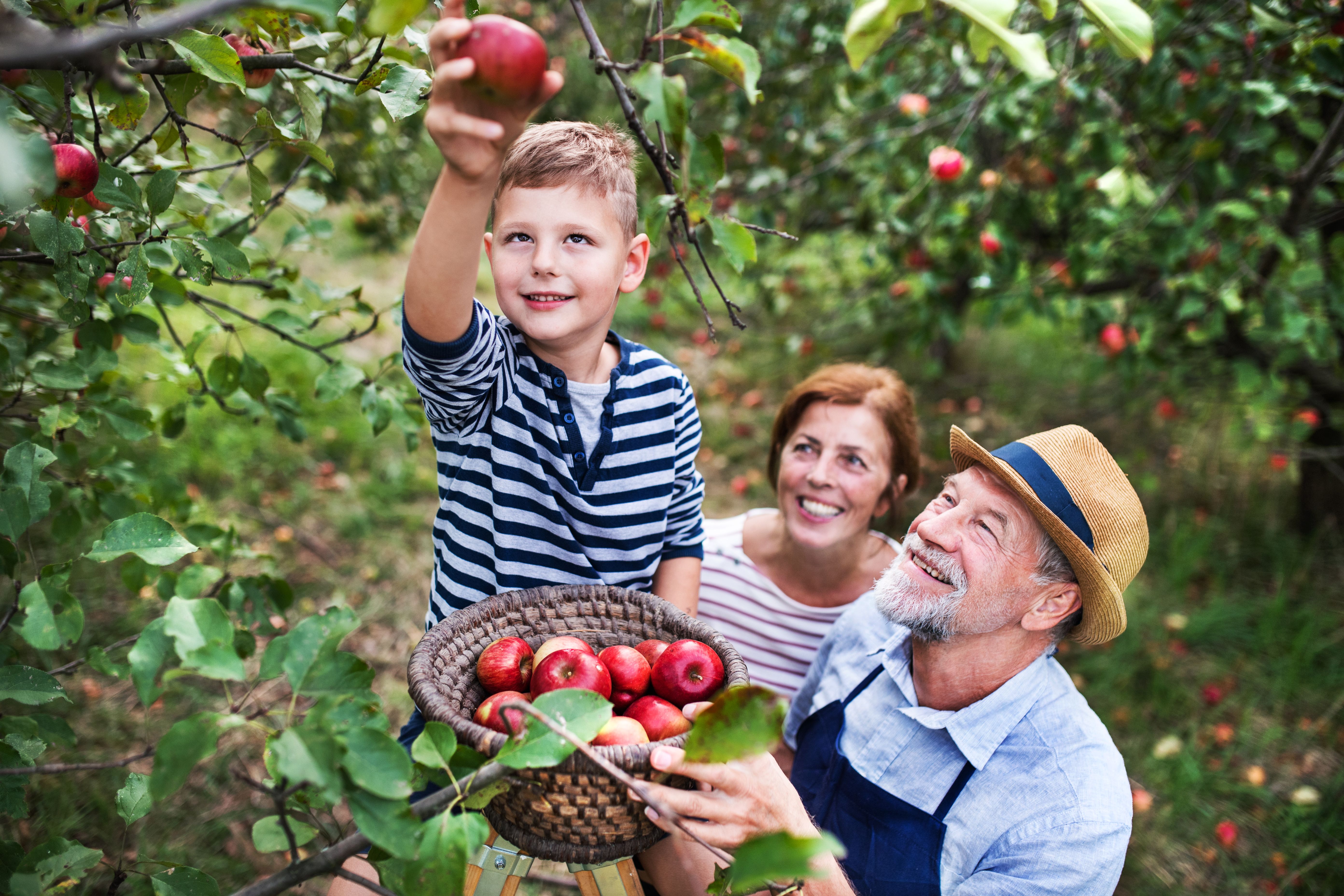 family picking fruit