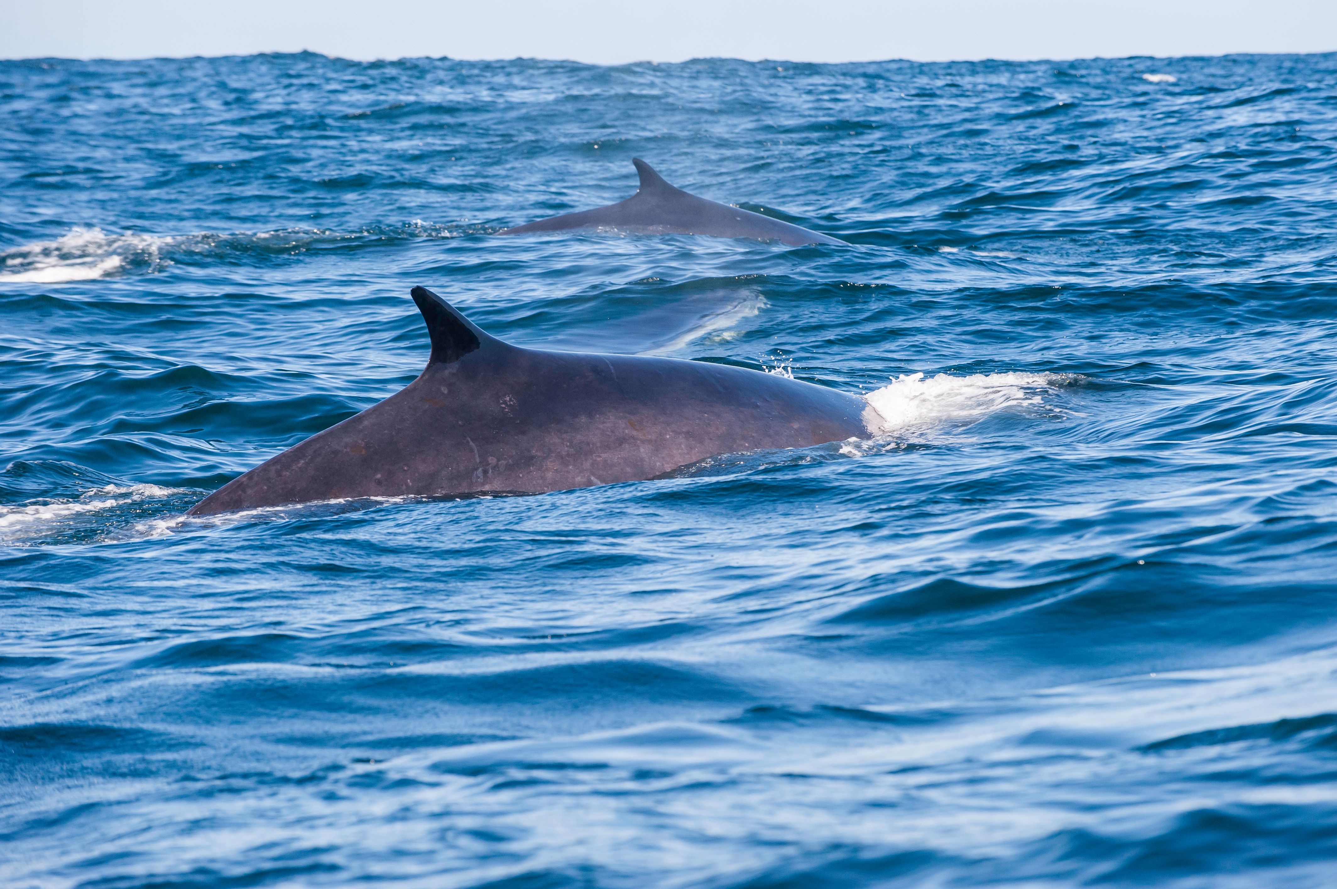 Whale watching in Nova Scotia