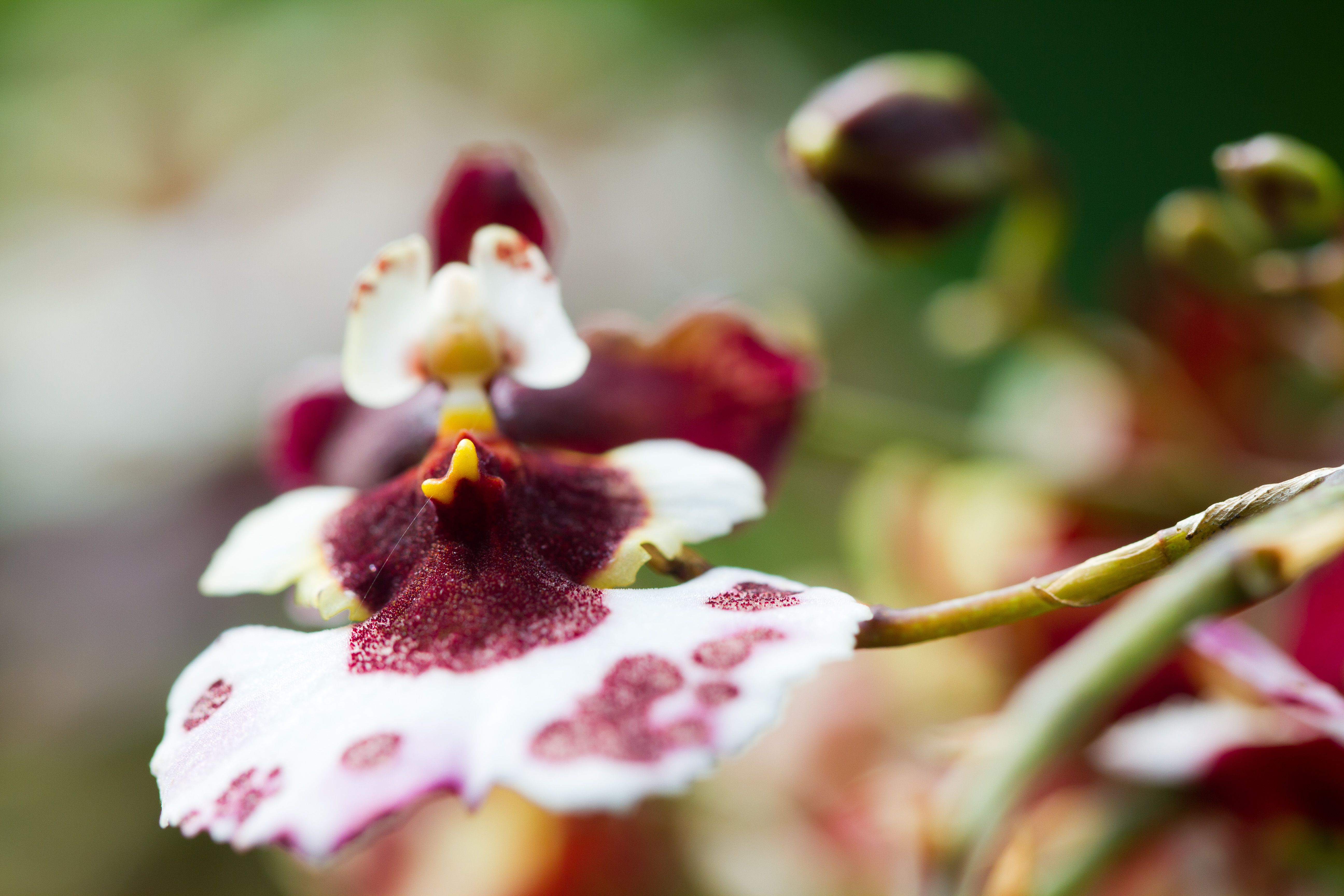 botanic gardens orchids
