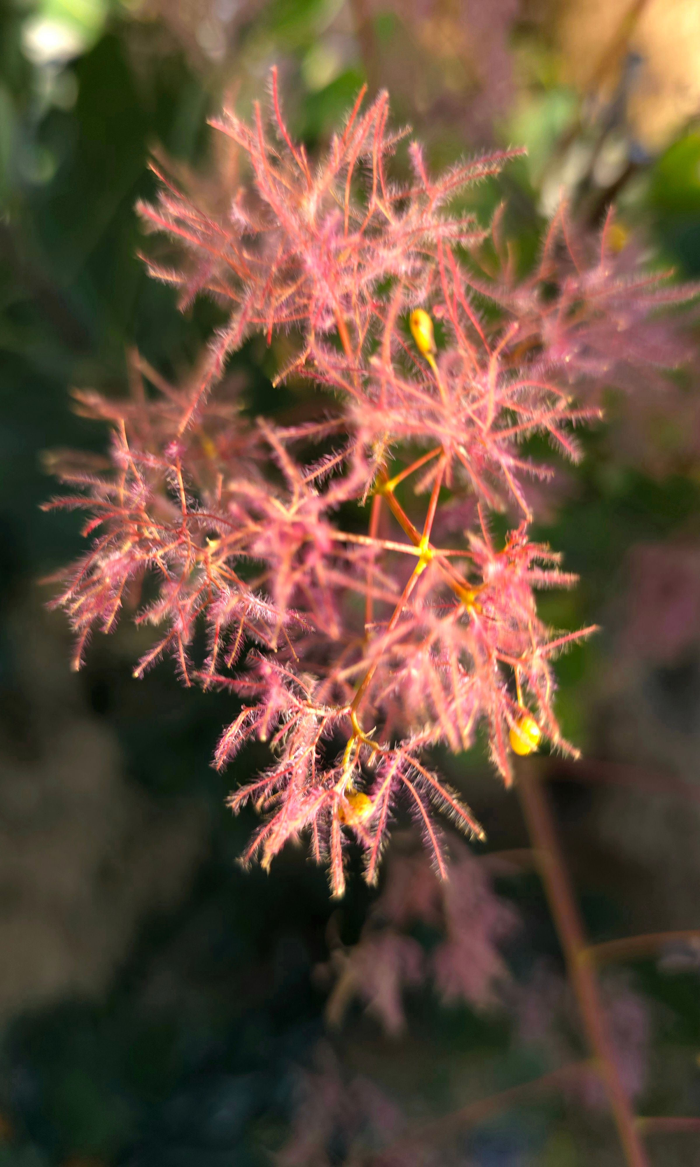 eco-friendly landscaping