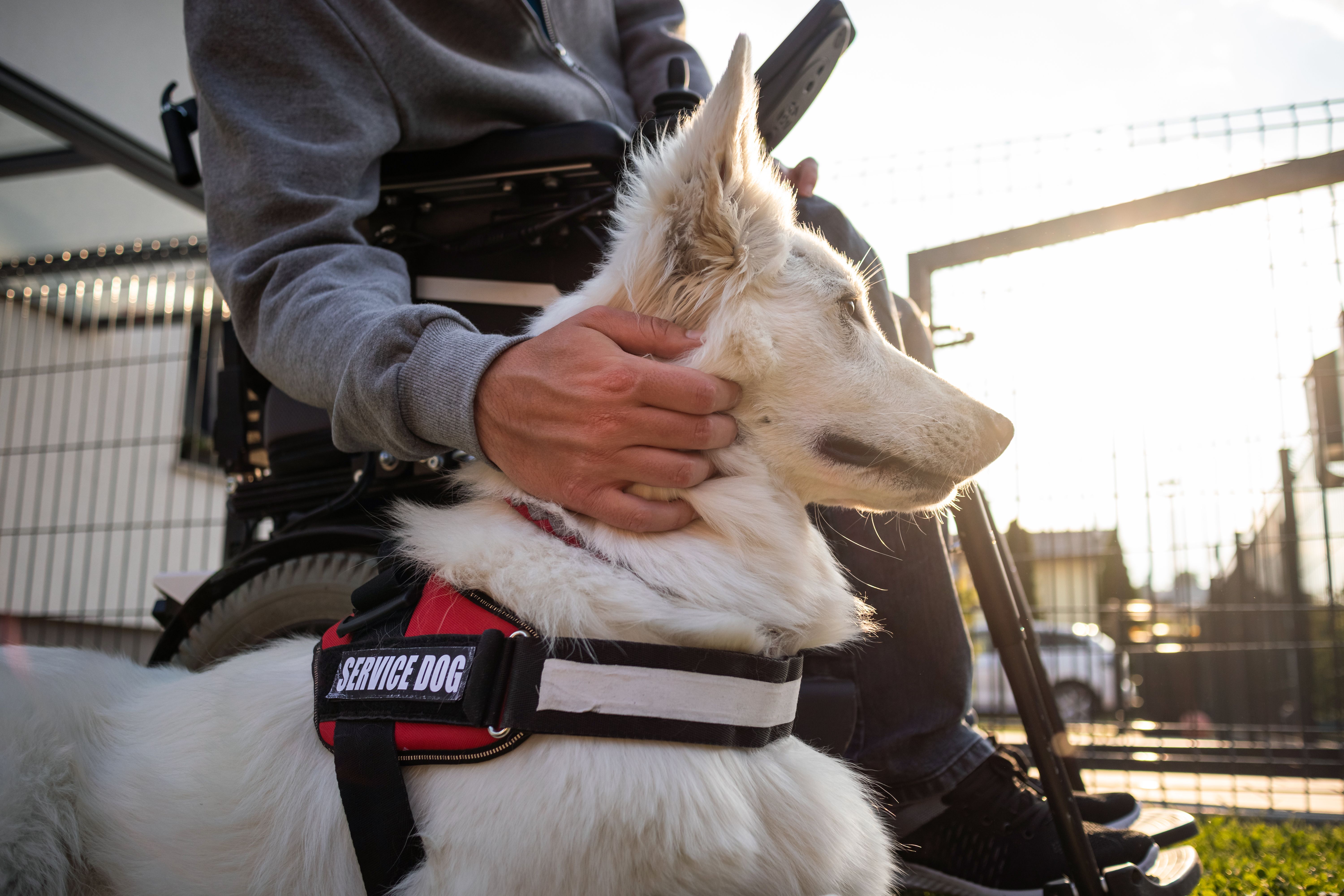 service dog evaluation