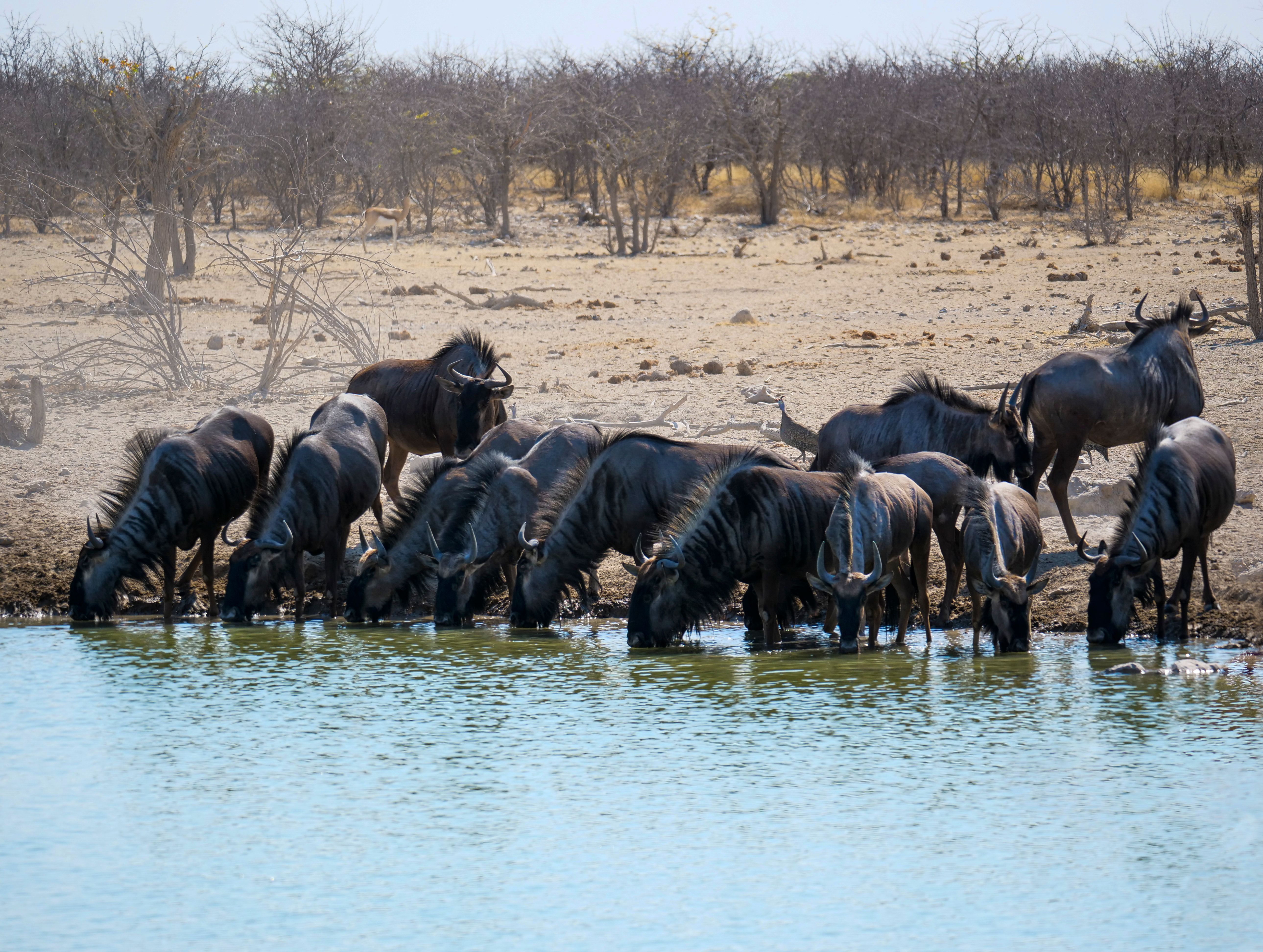 Wildebeest at a waterhole in Namibia