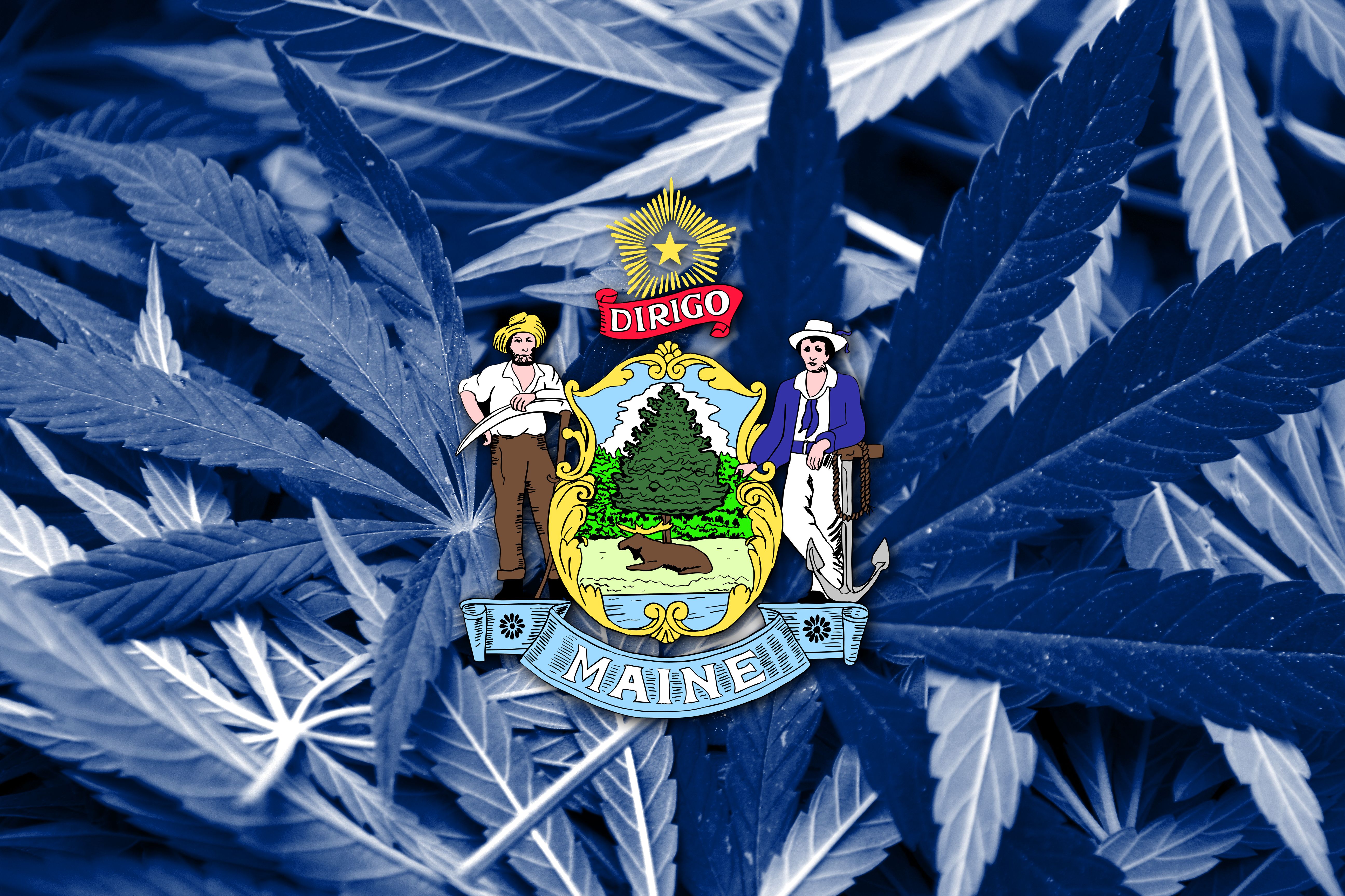 maine cannabis business