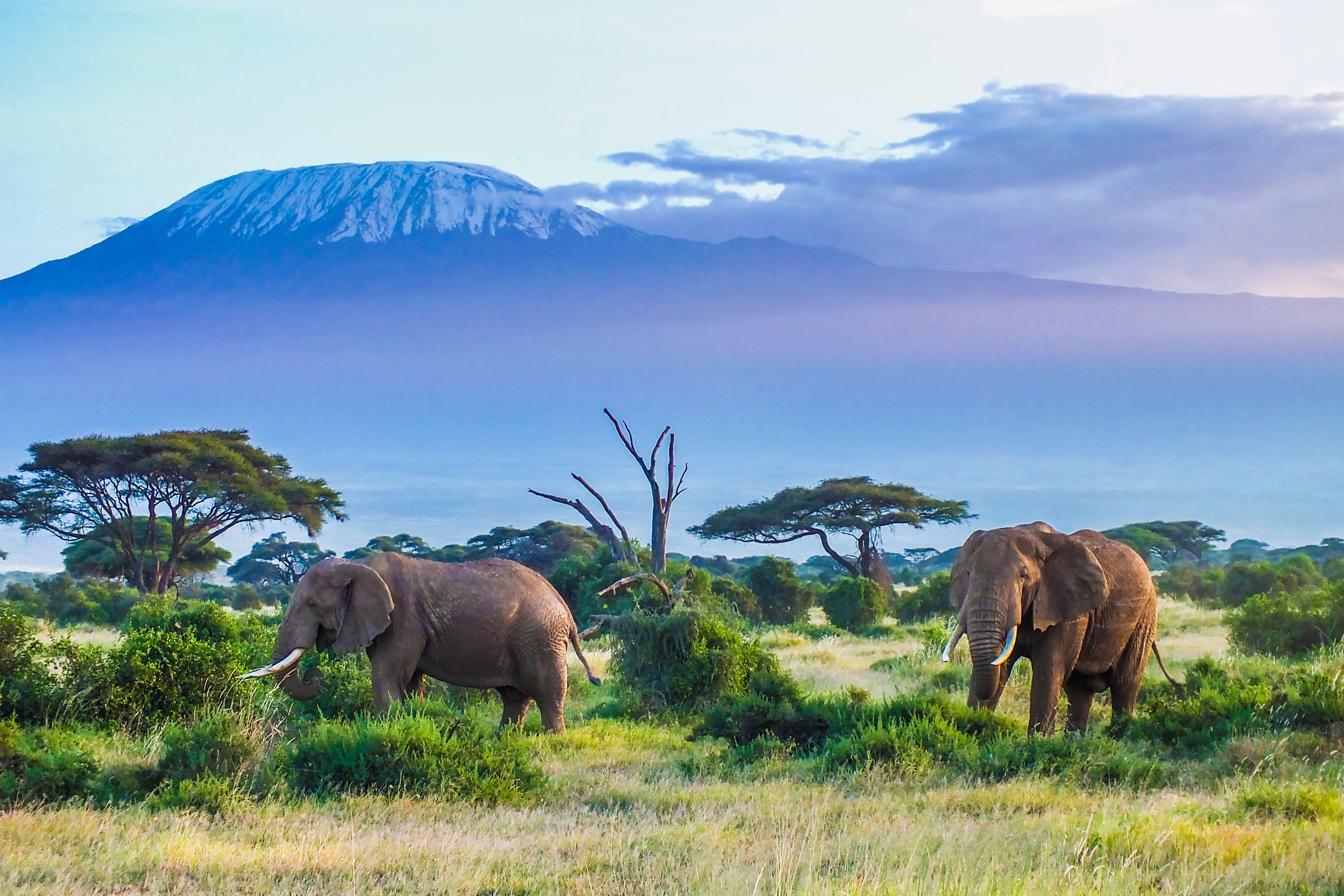 Elephants and Kilimanjaro in Tanzania