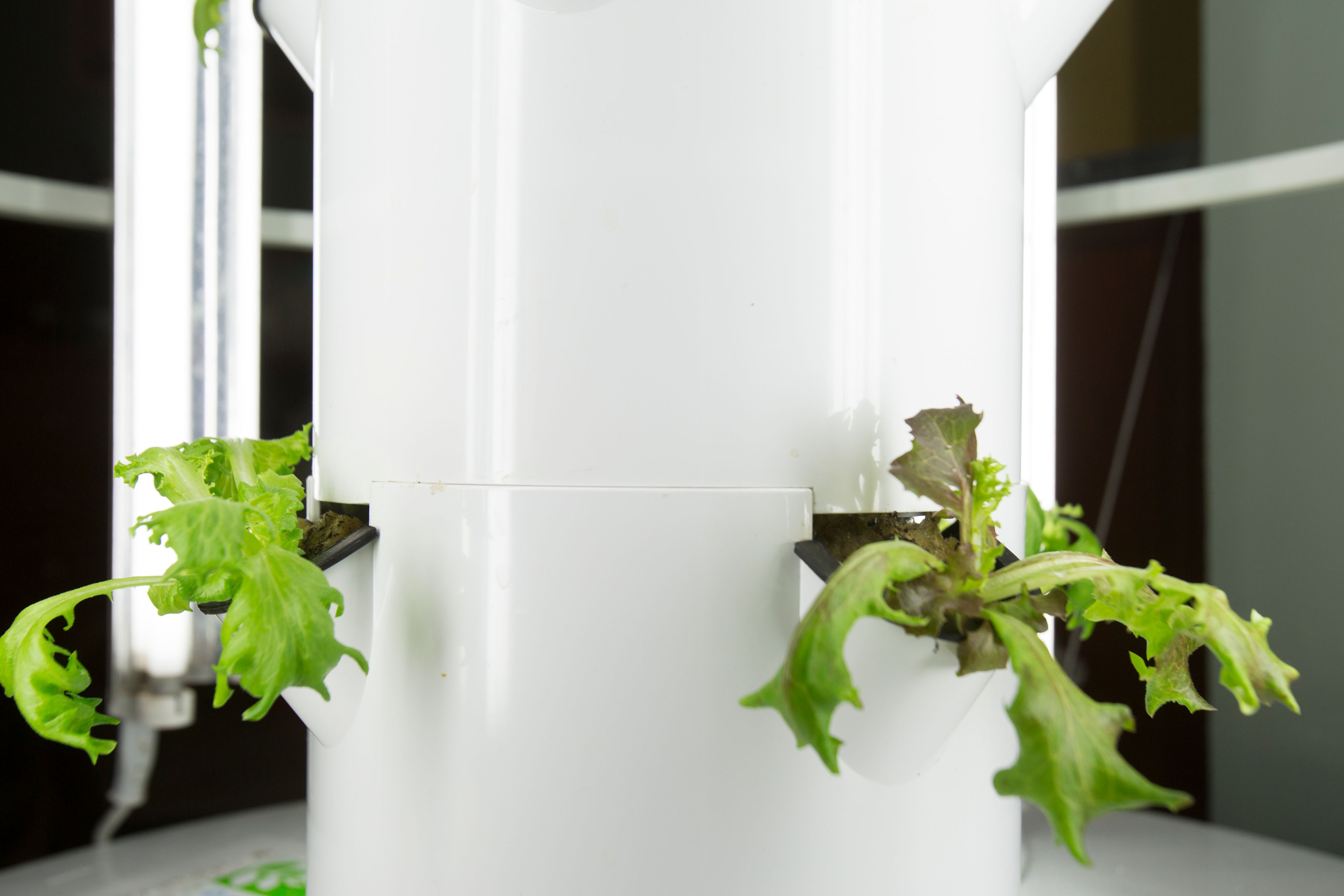 edible plants arrangement