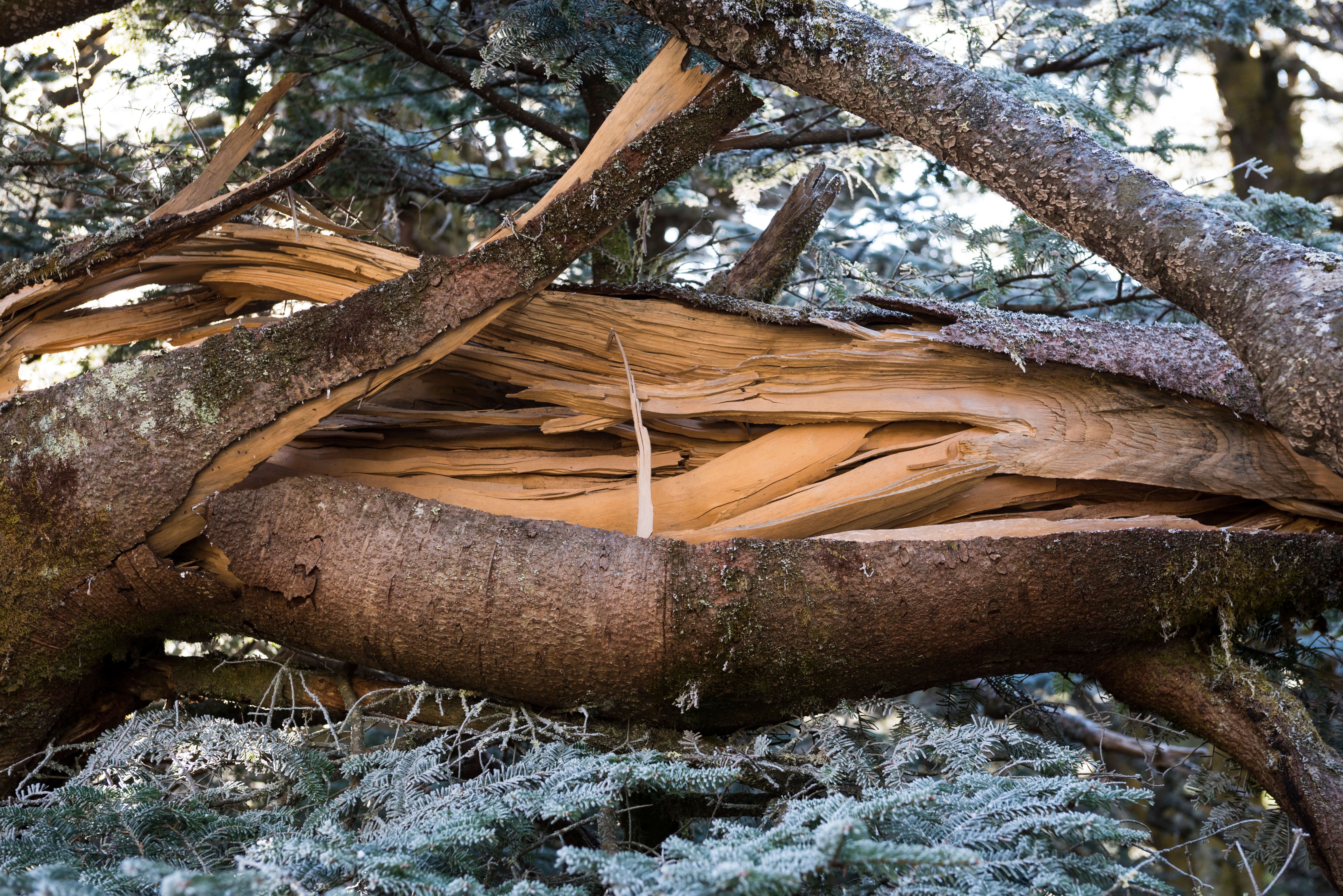 Broken tree branch in cold weather on Roan Mountain