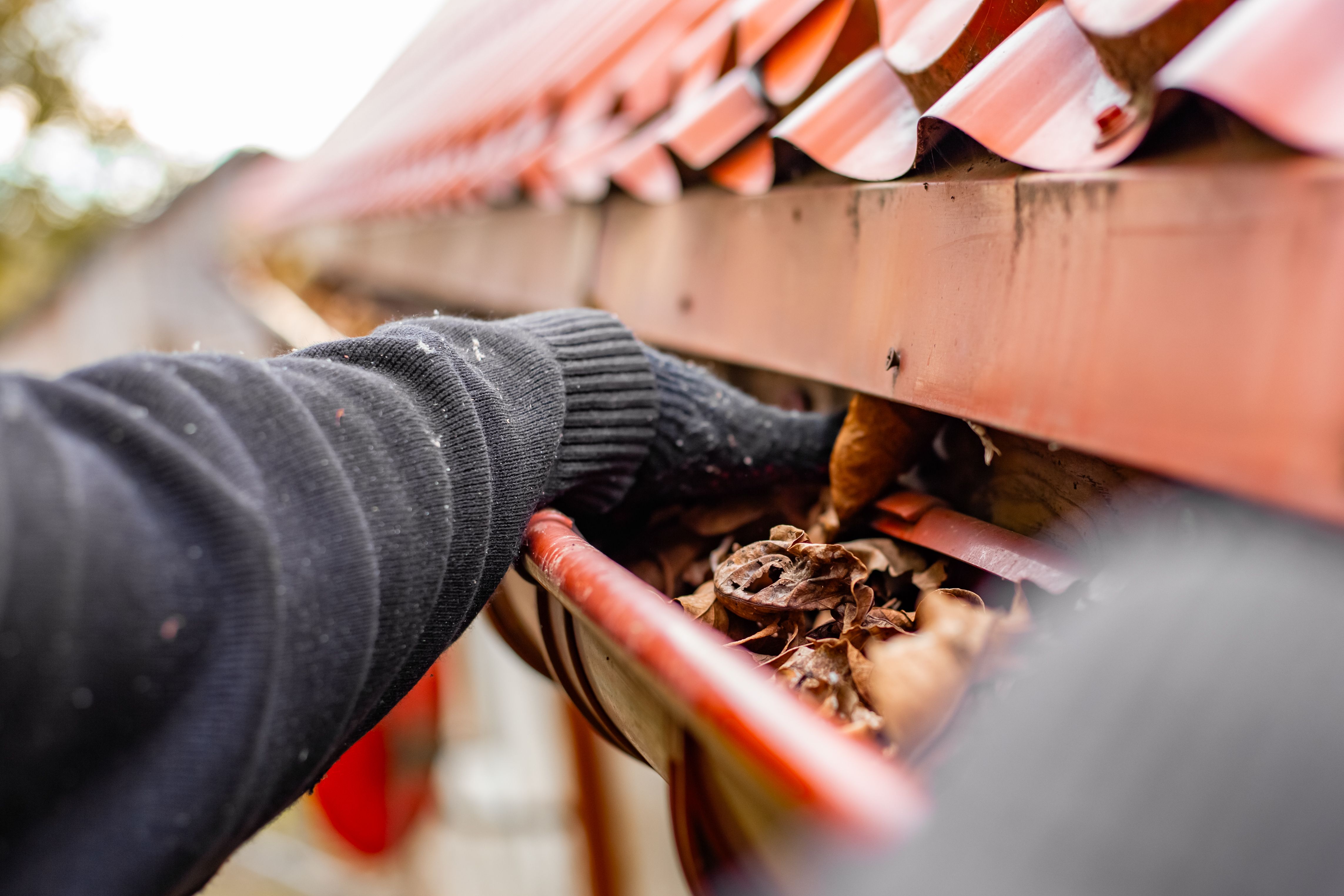 Close-up of gloved hands cleaning a gutter filled with fallen leaves