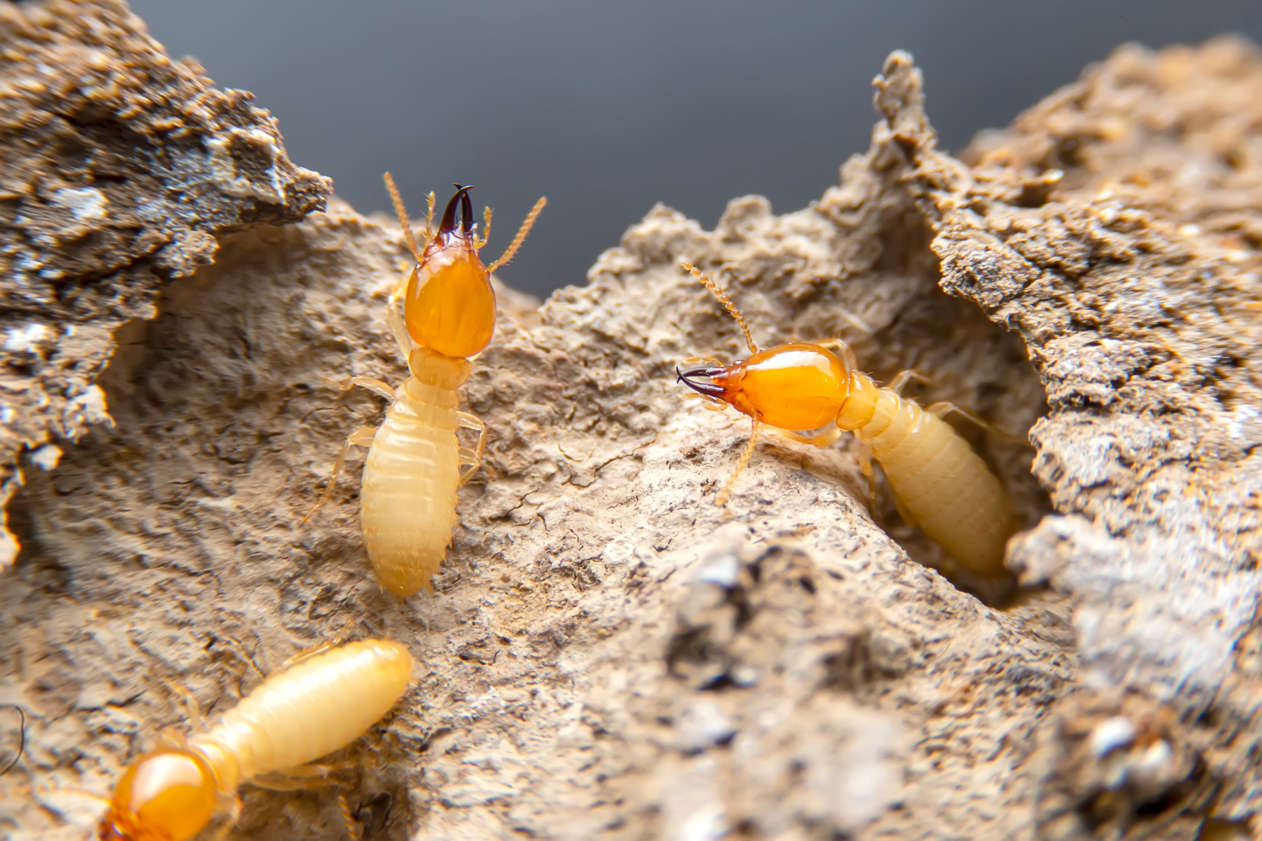 termite infestation