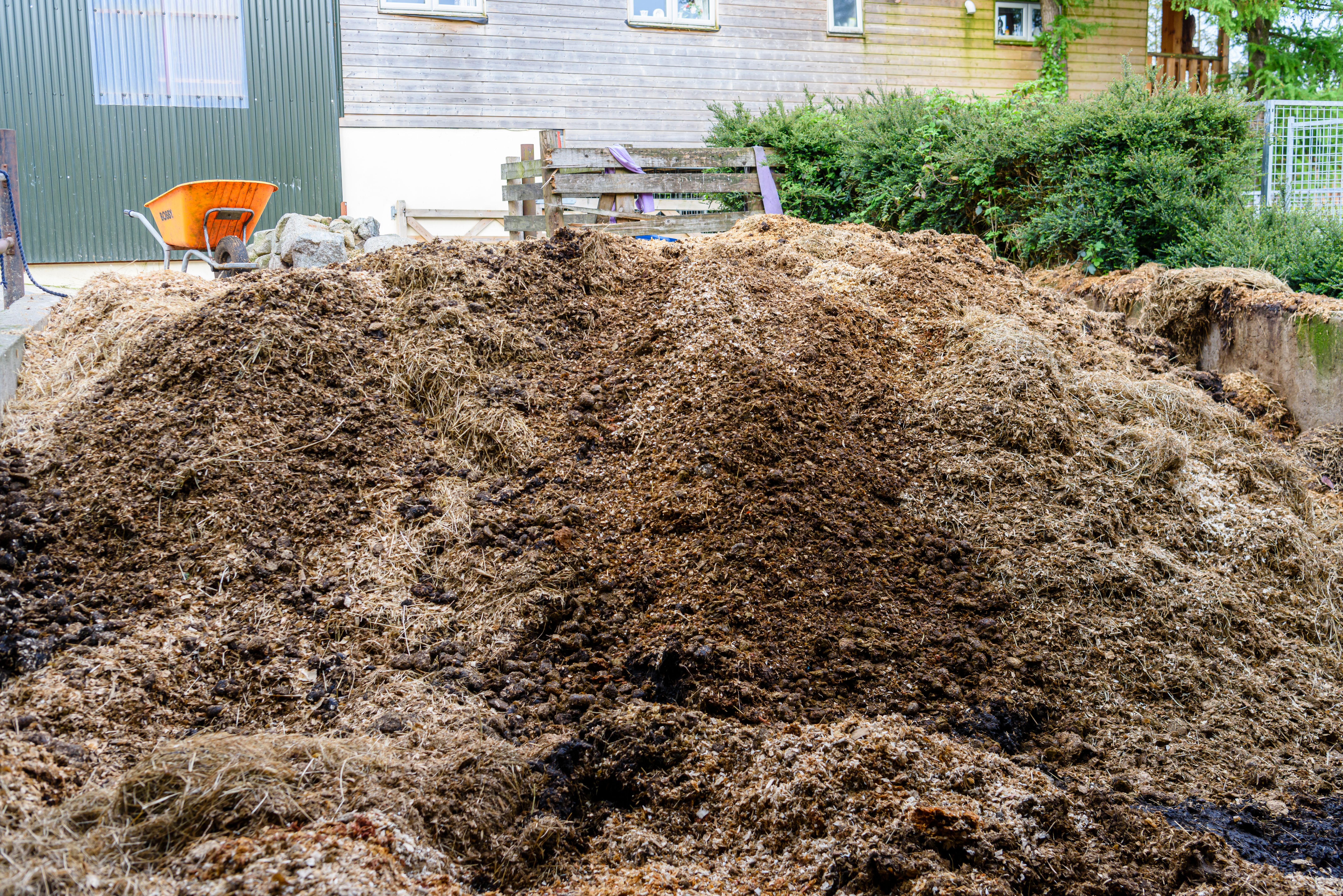 Wheelbarrow beside a large pile of horse manure and bedding Wheelbarrow beside a large pile of horse manure and bedding